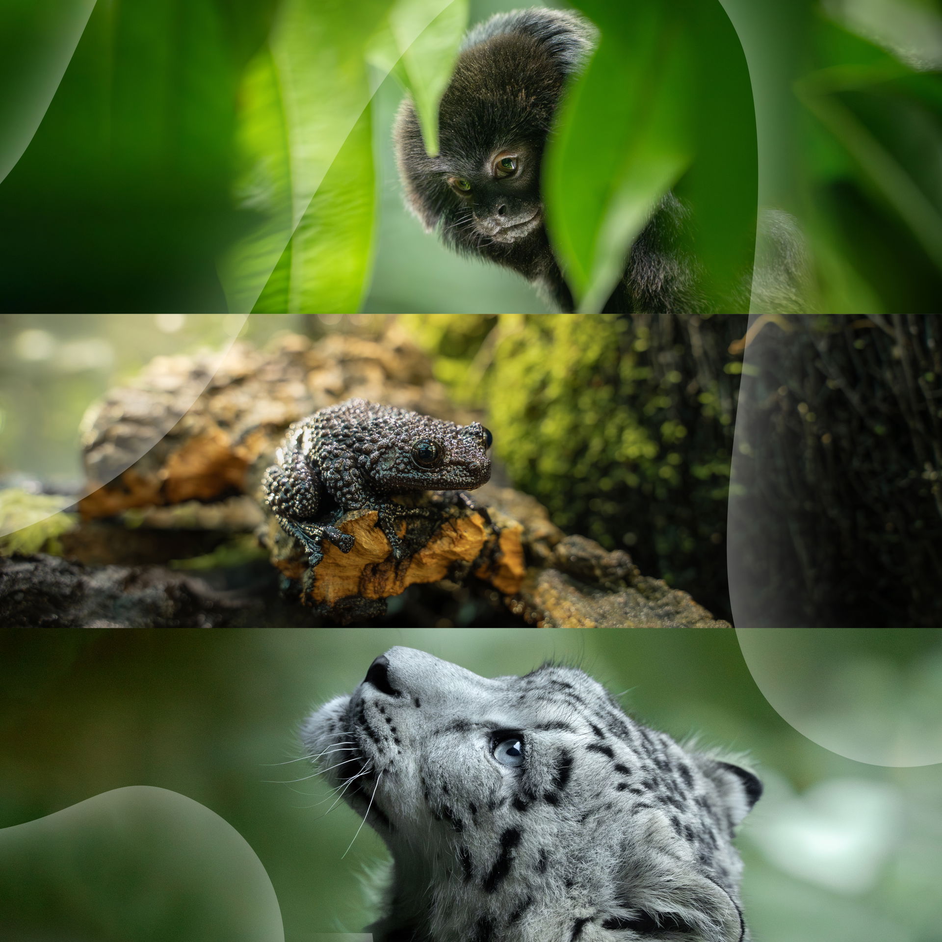 Bildcollage: Springtamarin, Ryabovs Flechtenfrosch und Schneeleopard. Alle aufgenommen im Zoo Zürich. Fotos: Zoo Zürich, Tim Benz.
