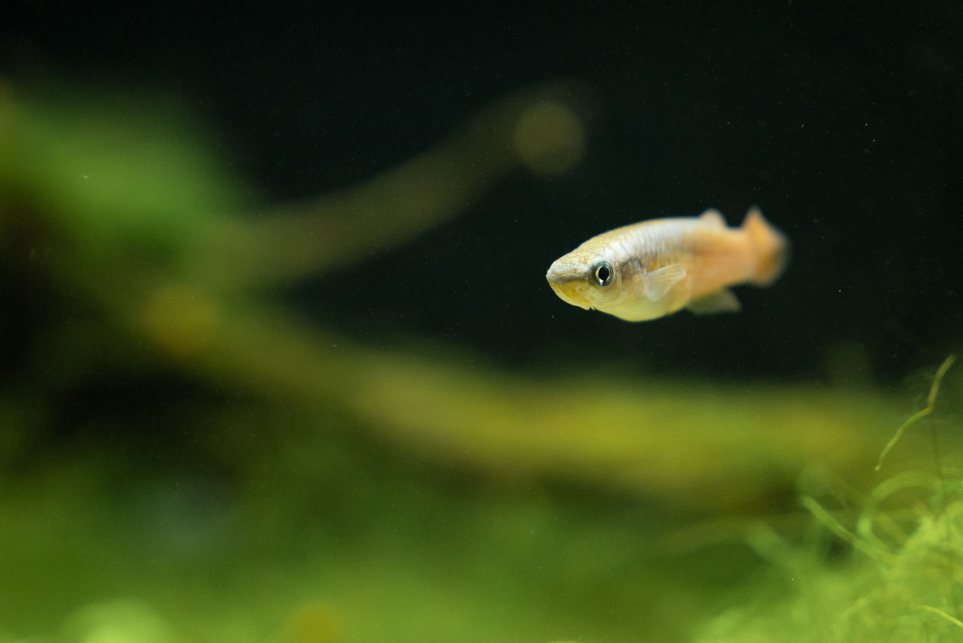 Varatraza-Madagaskar-Hechtling (Pachypanchax varatraza) im Zoo Zürich.