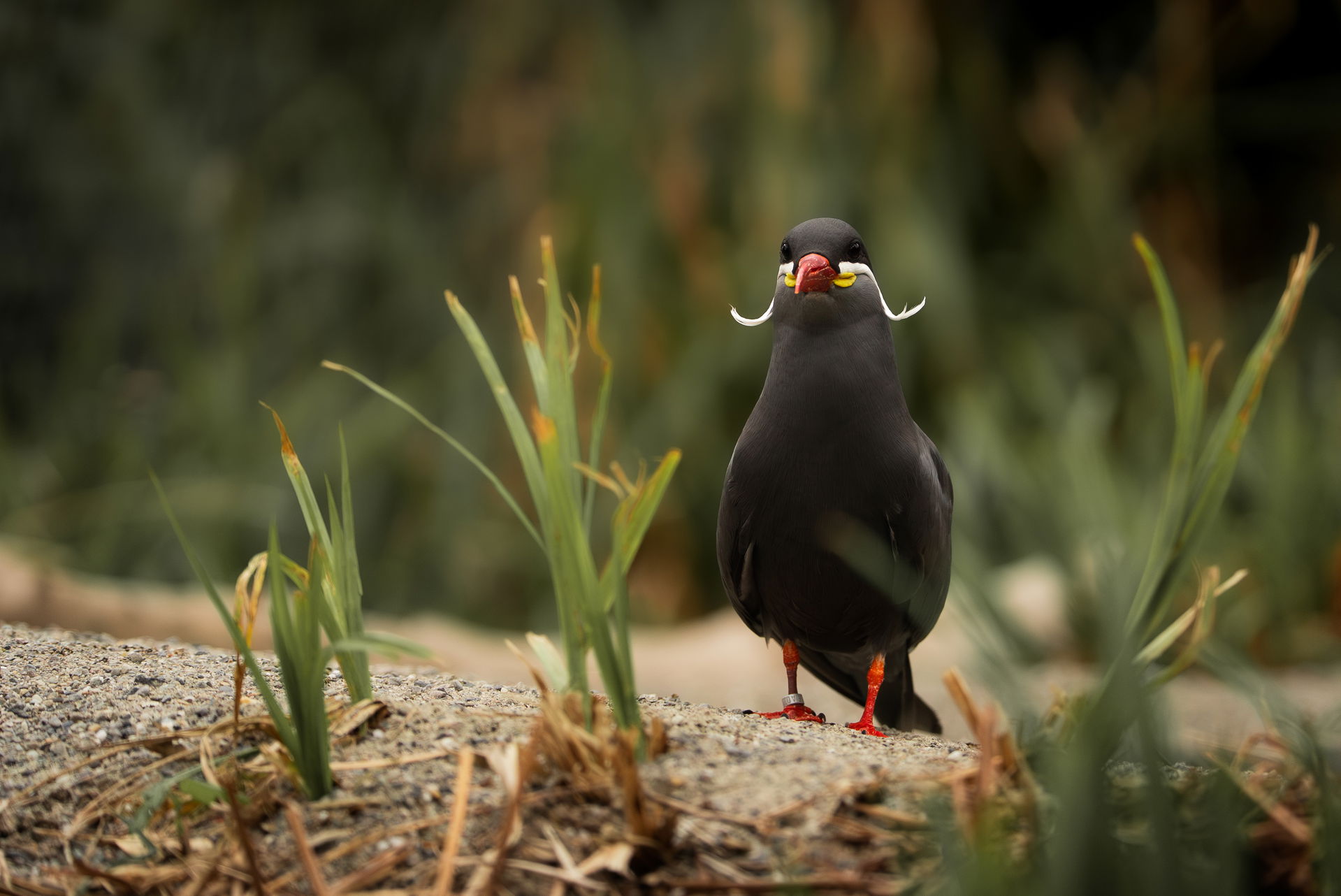 Inkaseeschwalbe (Larosterna inca) im Zoo Zürich.