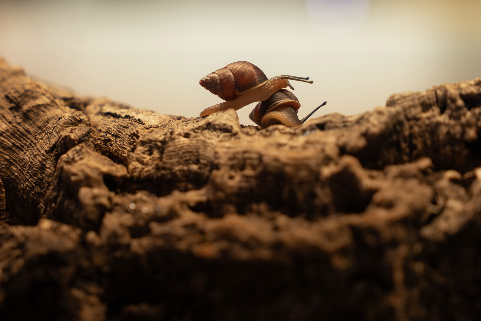 Seychellen-Landschnecke (Pachnodus fregatensis) im Zoo Zürich.
