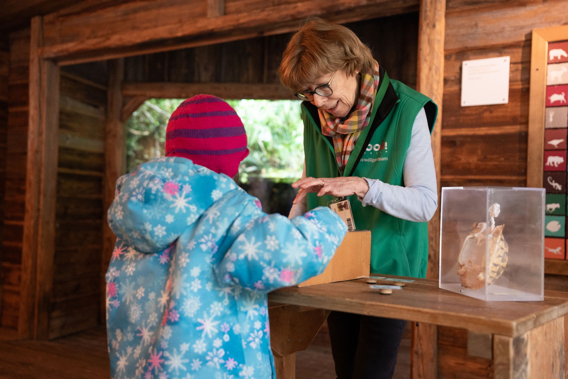 Priska Zweifel, Mitglied des Freiwilligenteams FTZ des Zoo Zürich, im Einsatz am Schildkrötentisch in der Forscherhütte.