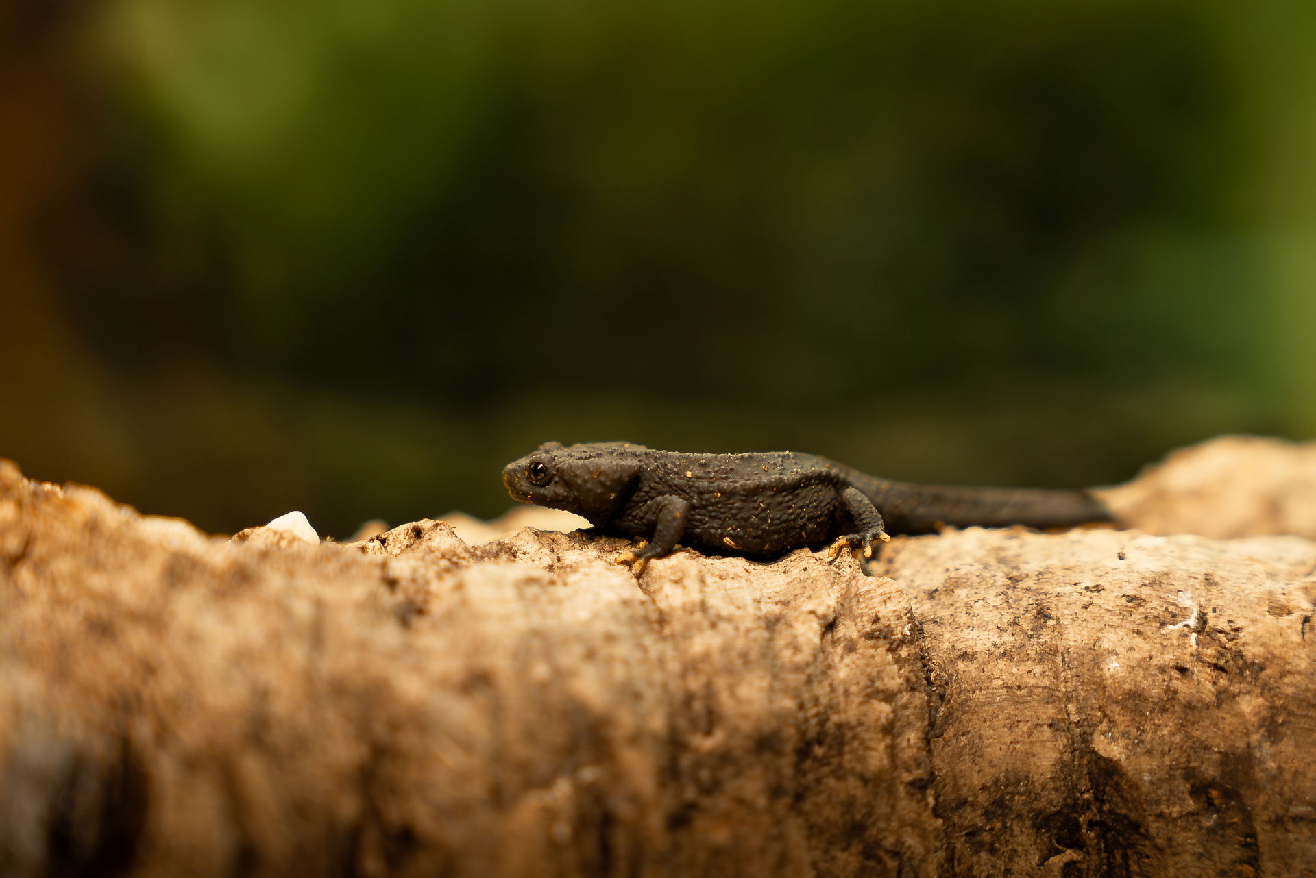 Zieglers Krokodilmolch (Tylototriton ziegleri) im Zoo Zürich.