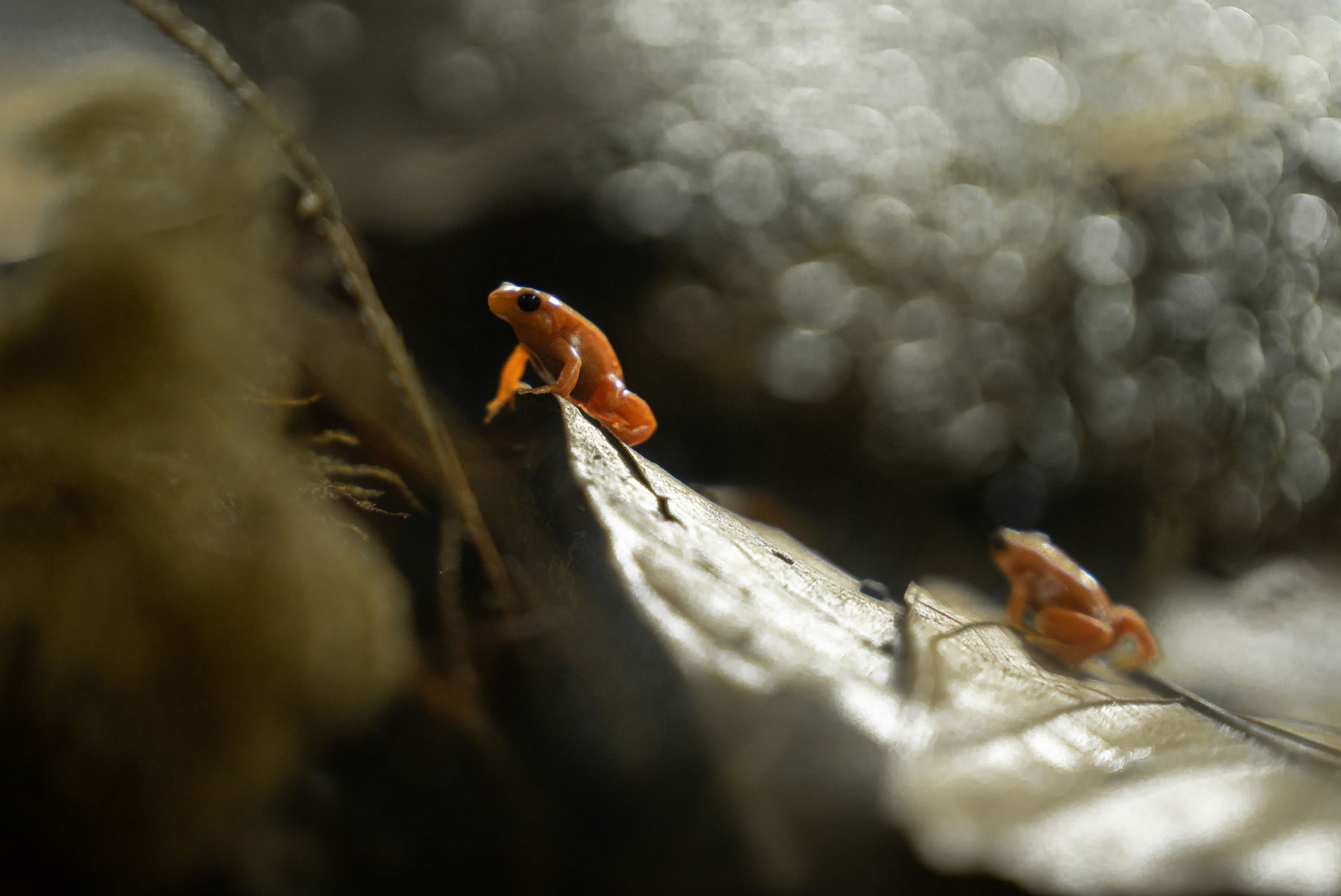 Goldfröschchen (Mantella aurantiaca) im Zoo Zürich.