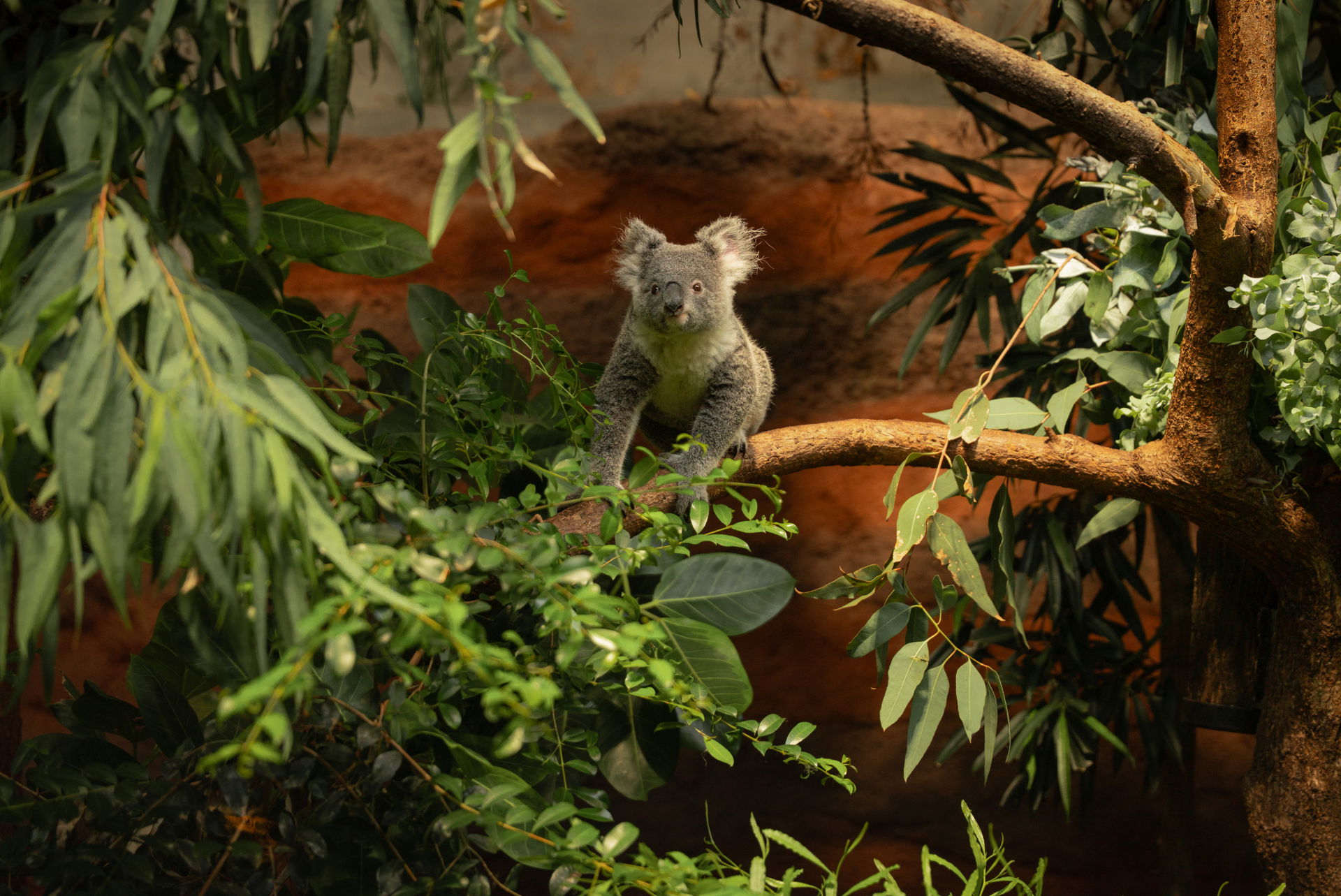 Koala (Phascolarctos cinereus) im Zoo Zürich.