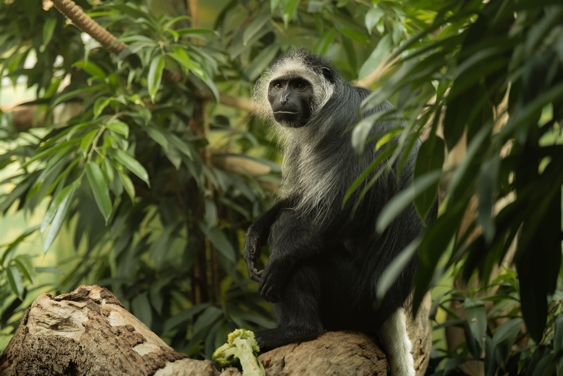 Bärenstummelaffe (Colobus polykomos) im Zoo Zürich.