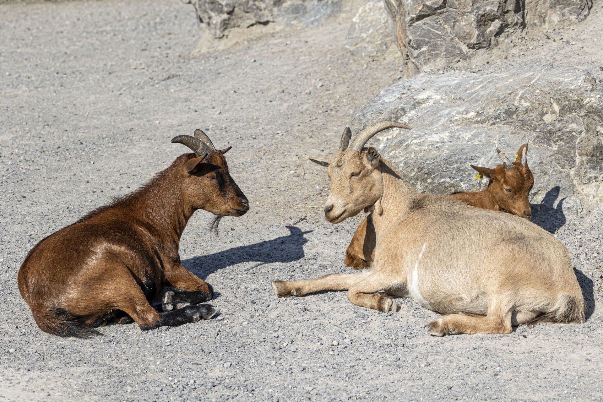 Afrikanische Zwergziege (Capra aegragus f. hircus) im Zoo Zürich