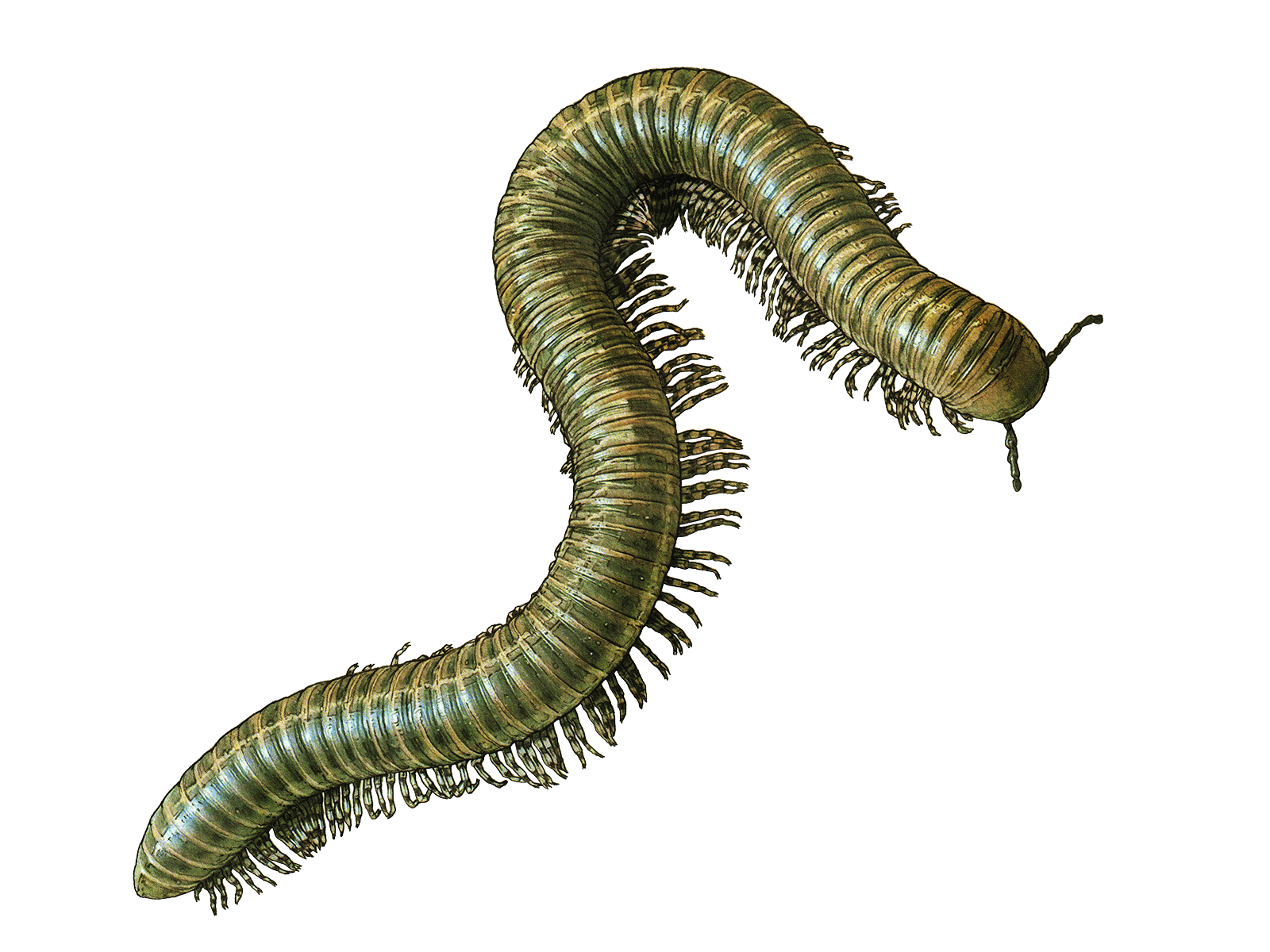Wissenschaftliche Illustration des Afrikanischen Oliventausendfüssers.
