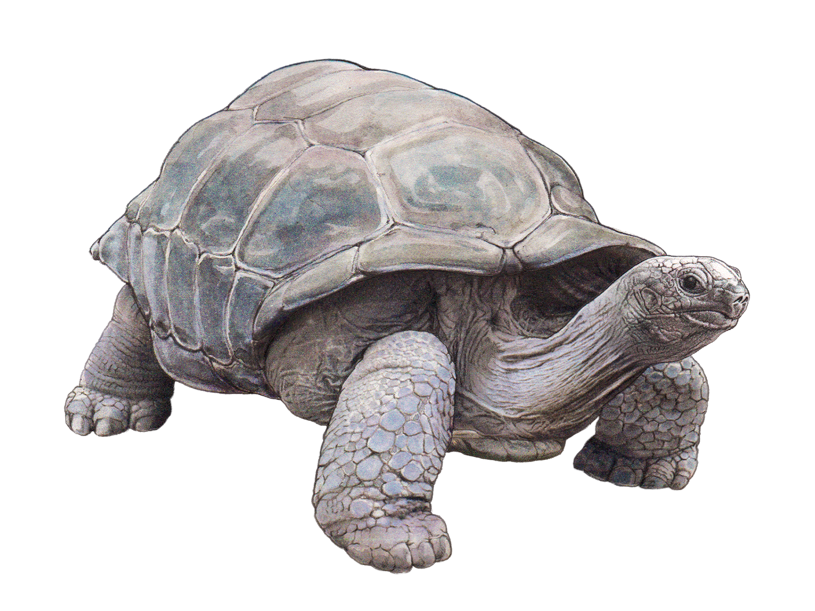 Wissenschaftliche Illustration der Aldabra-Riesenschildkröte.