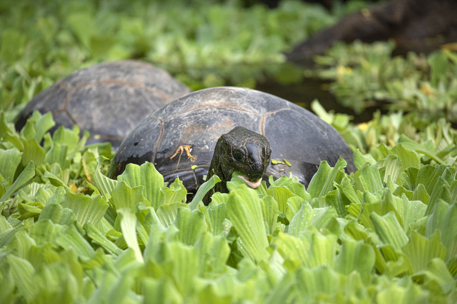 Aldabra-Riesenschildkröten (Geochelone gigantea) im Masoala Regenwald des Zoo Zürich