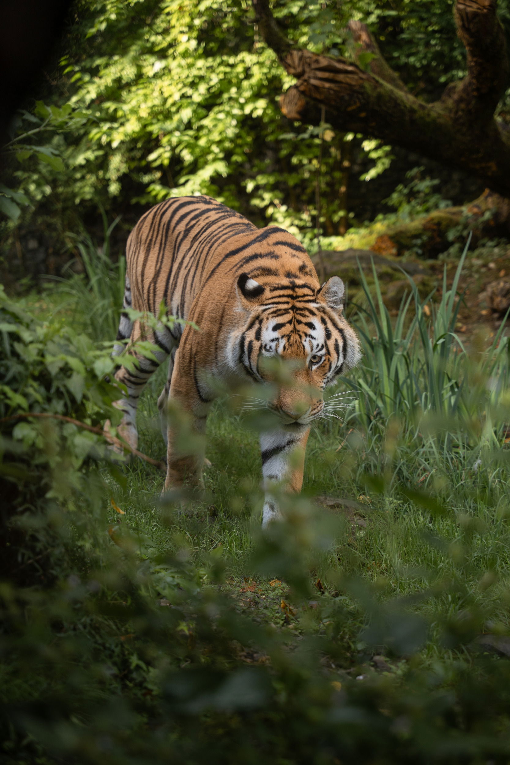 Amurtiger im Lebensraum Panthera des Zoo Zürich.