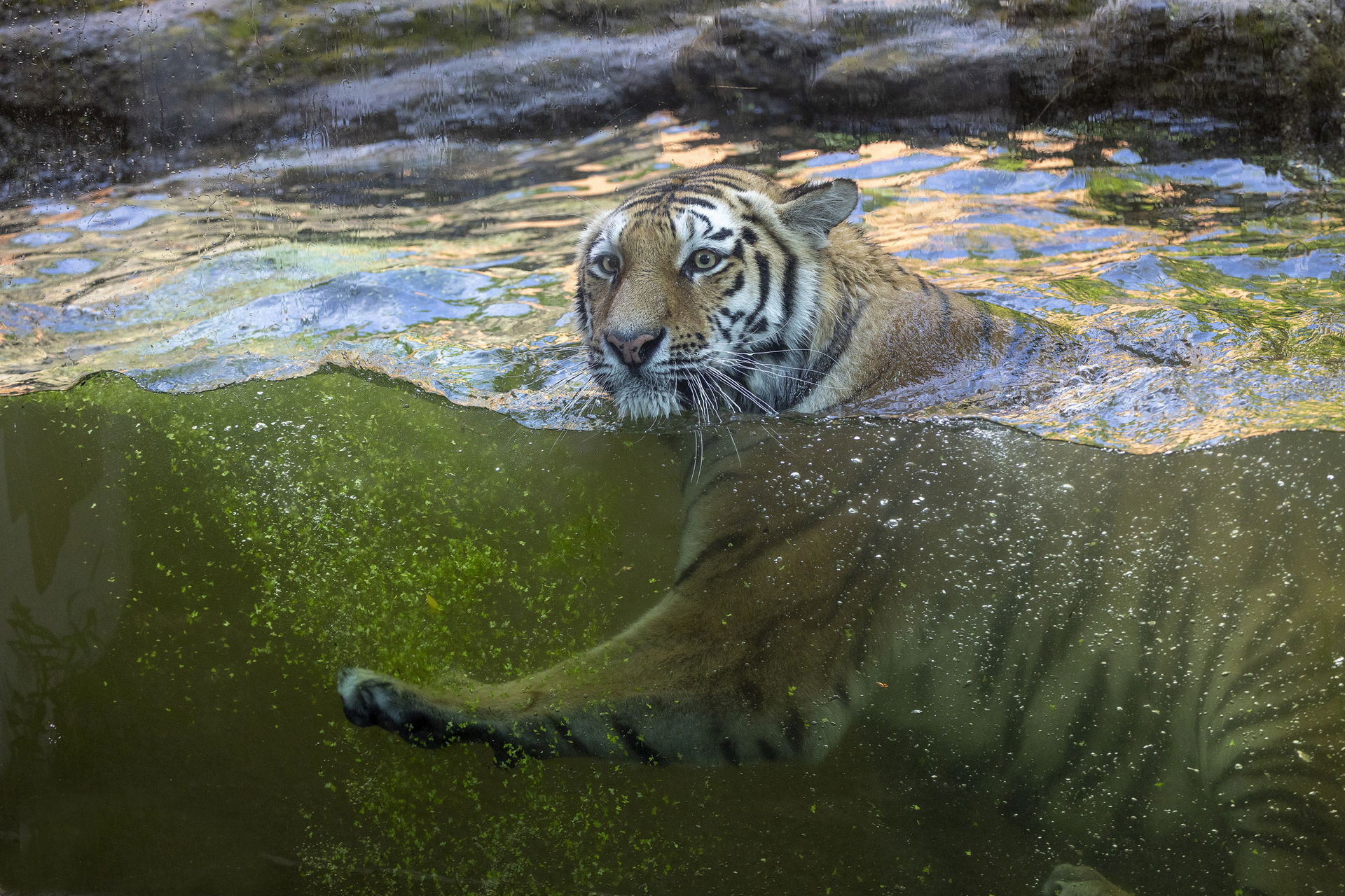 Amurtiger im Lebensraum Panthera des Zoo Zürich.