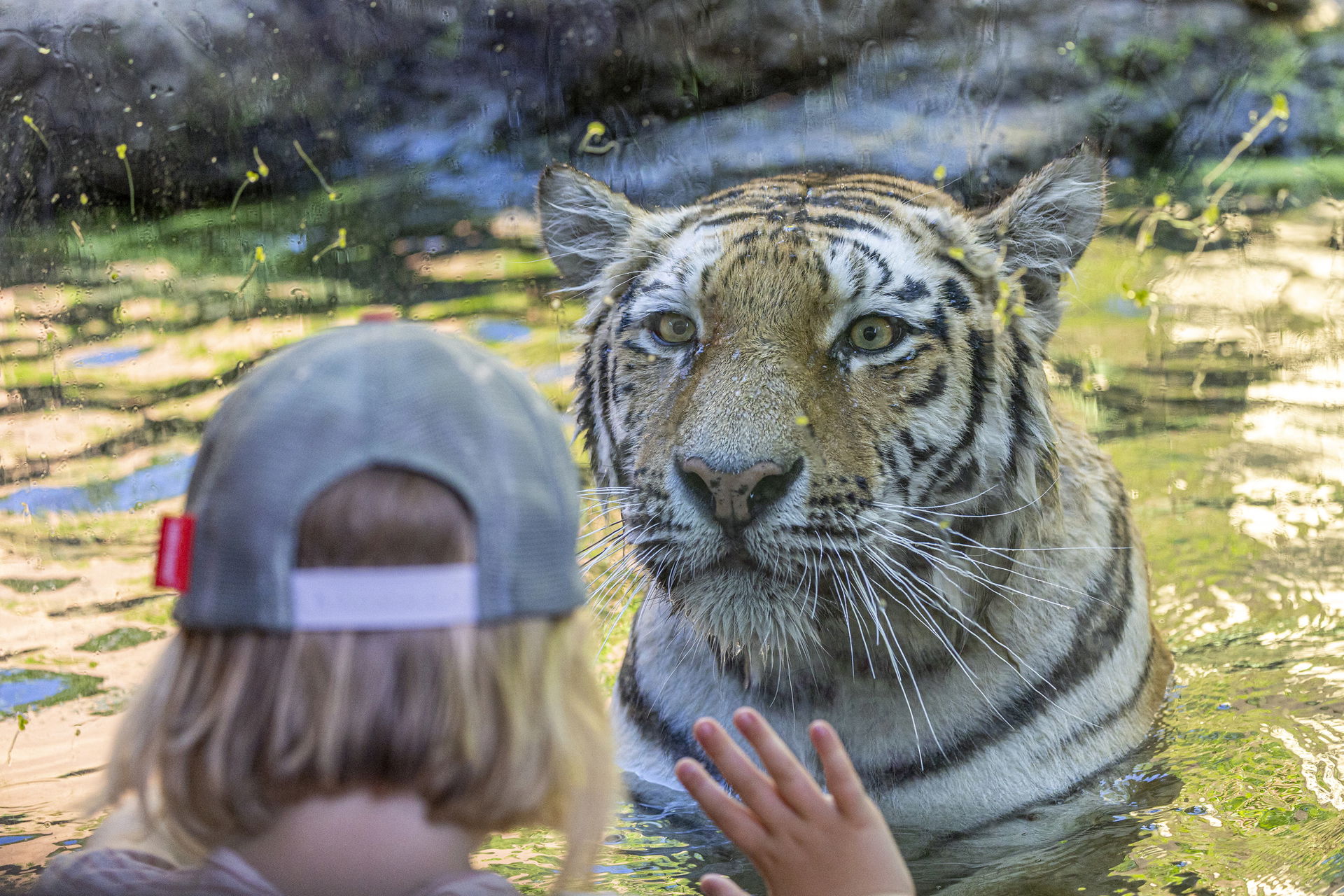 Amurtiger im Lebensraum Panthera des Zoo Zürich.