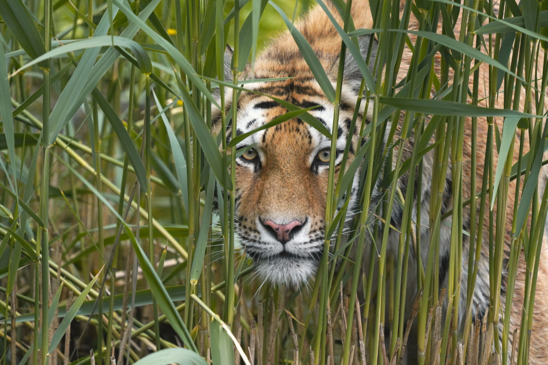 Amurtiger (Panthera tigris altaica) im Zoo Zürich