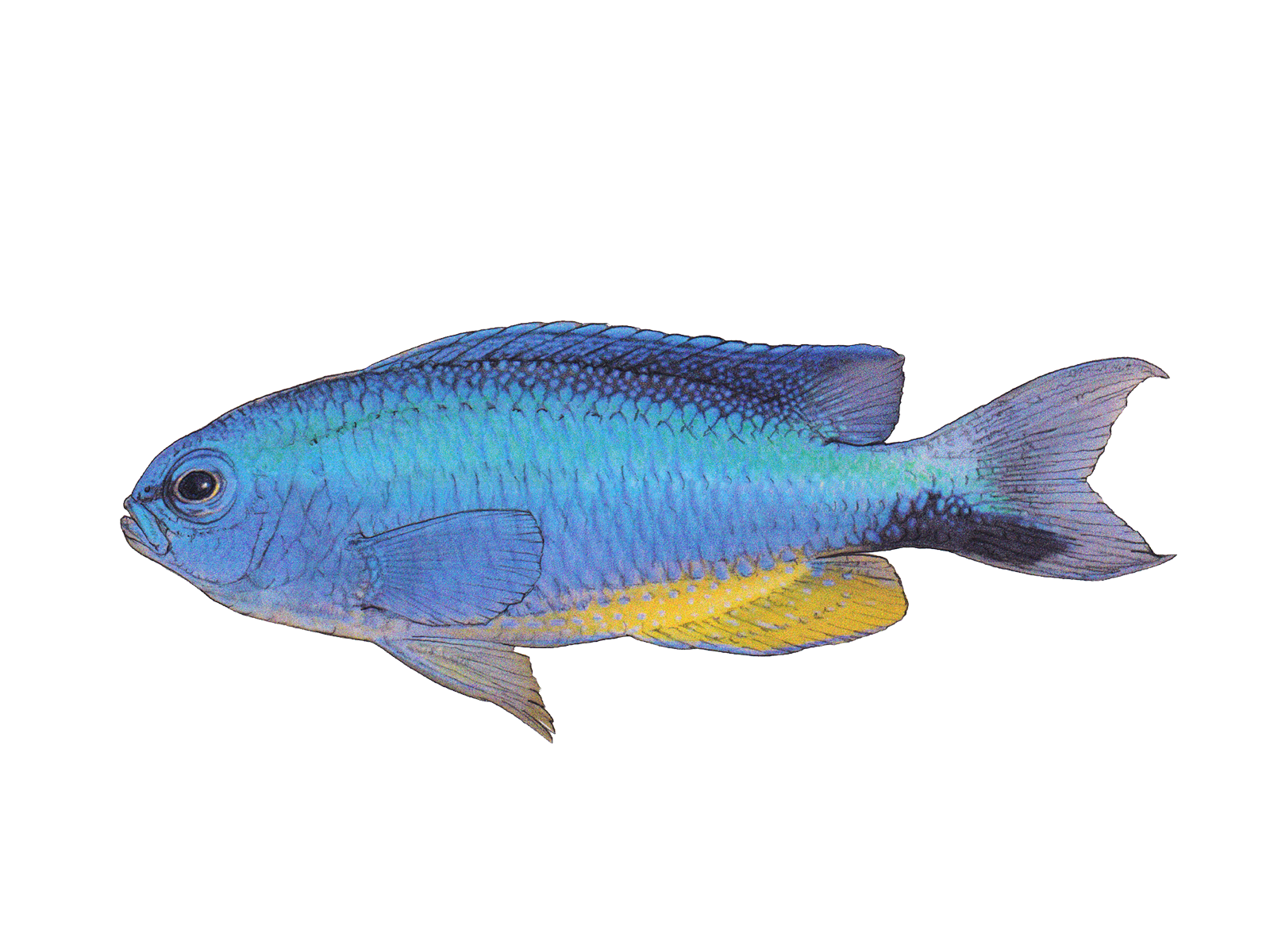 Wissenschaftliche Illustration der Andamanen-Demoiselle.