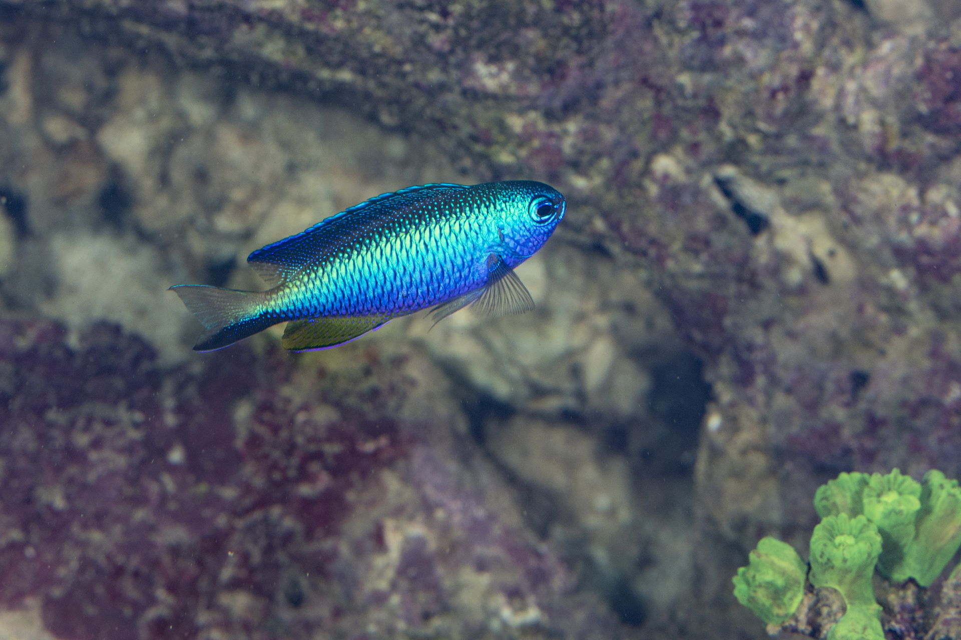 Andamanen-Demoiselle im Aquarium im Zoo Zürich