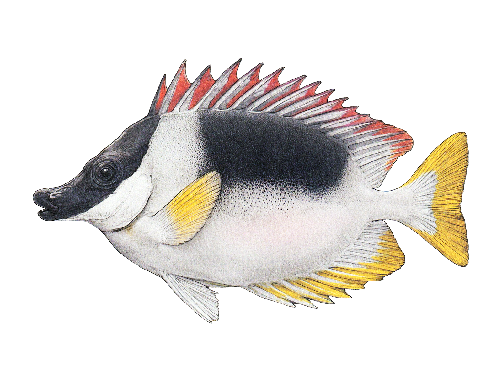 Wissenschaftliche Illustration des Andamanen-Fuchsgesichtes