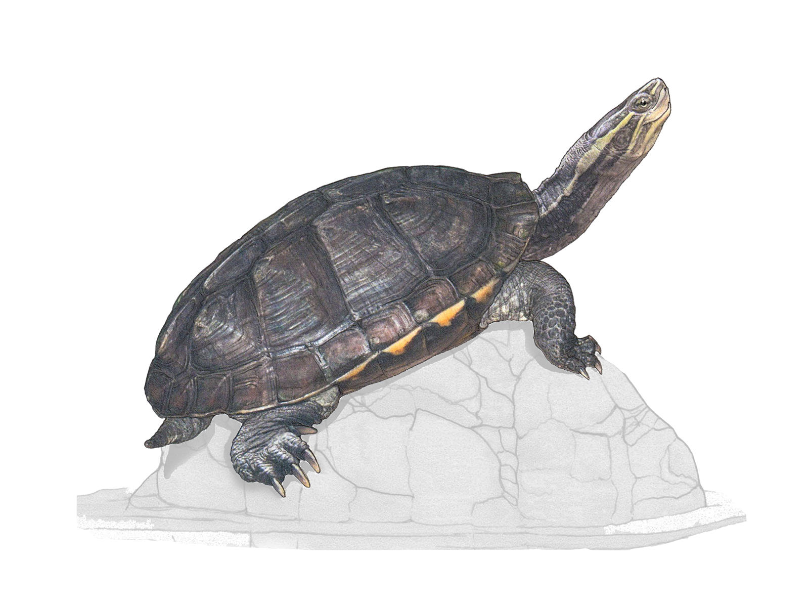 Wissenschaftliche Illustration der Annam-Bachschildkröte.