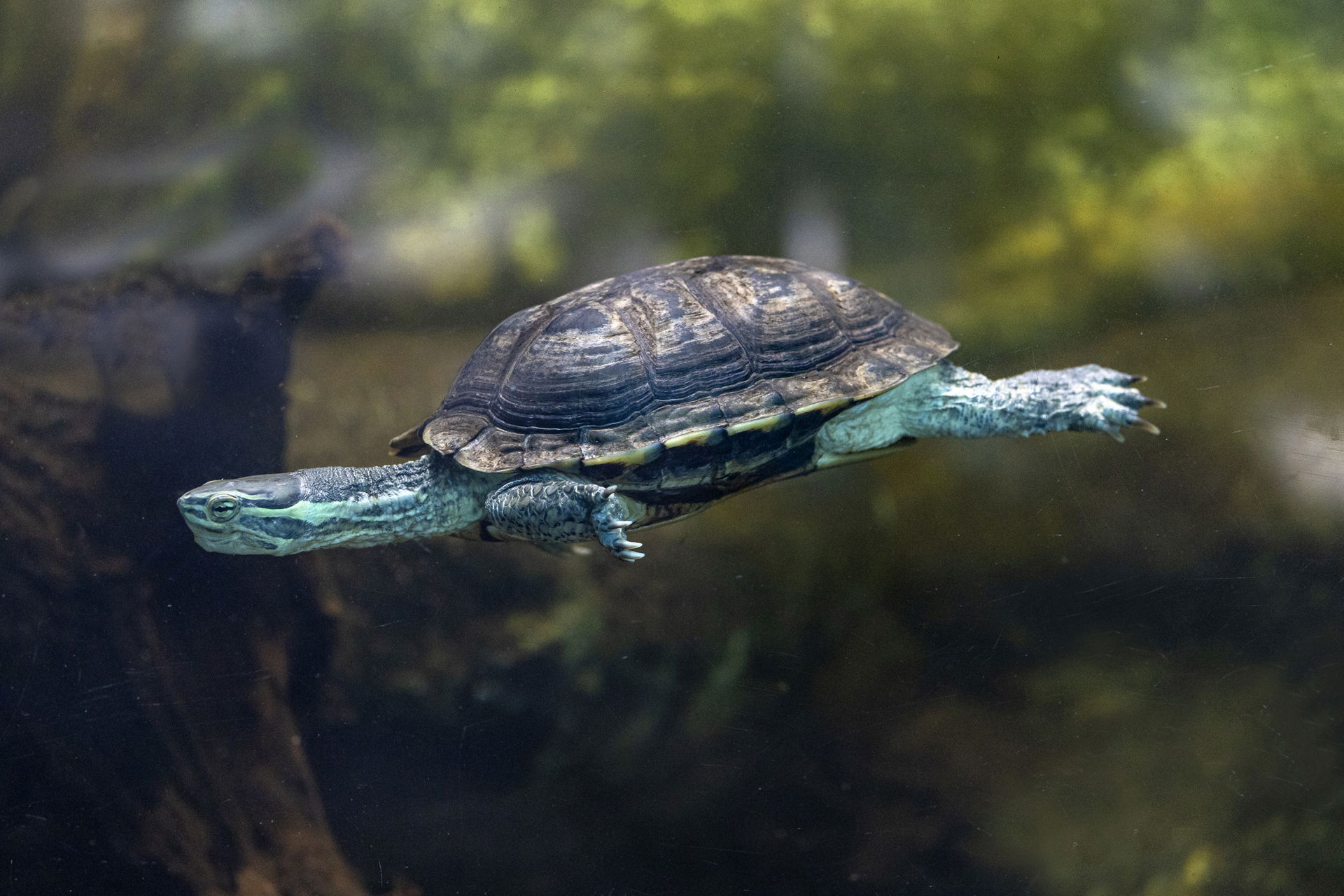 Annam Bachschildkröte (Mauremys annamensis) im Zoo Zürich