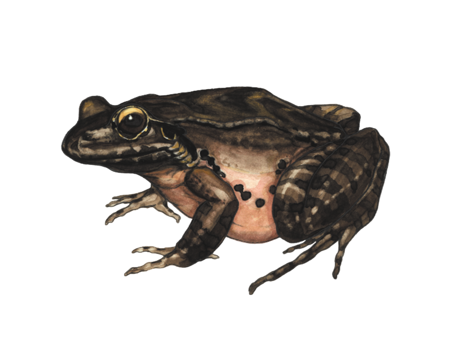 Wissenschaftliche Illustration des Antillen-Ochsenfroschs.