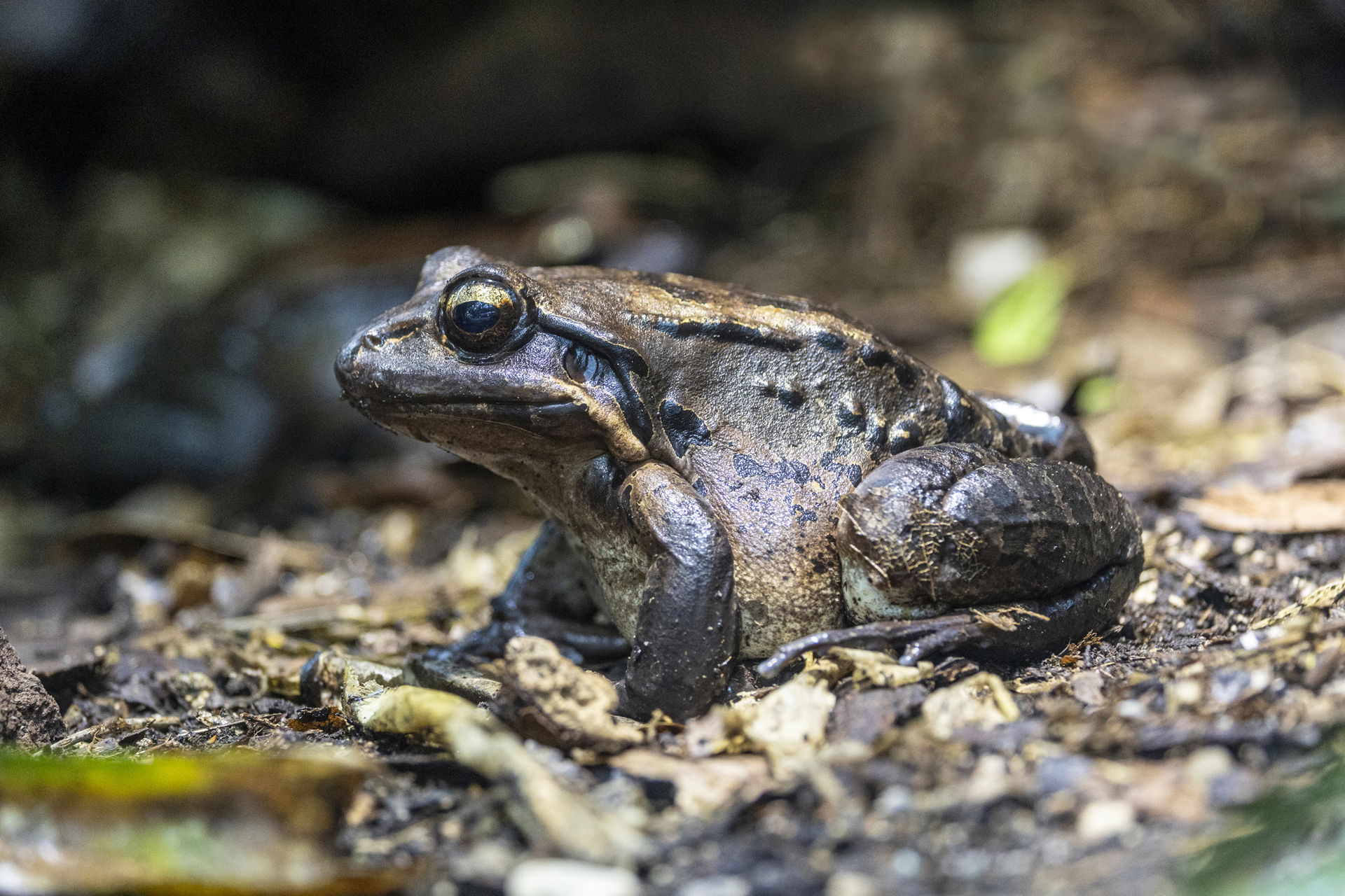 Antillen-Ochsenfrosch (Leptodactylus fallax) im Zoo Zürich