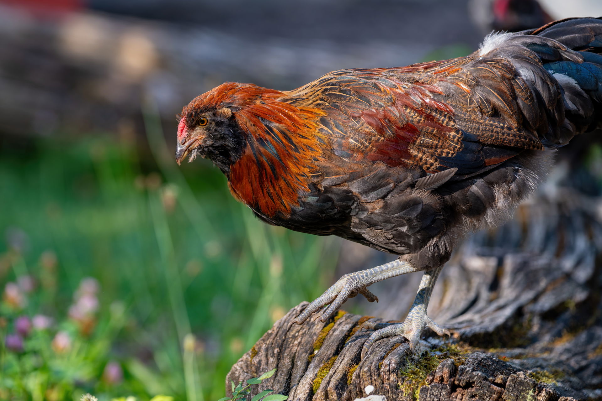 Appenzeller Barthuhn im Zoolino vom Zoo Zürich