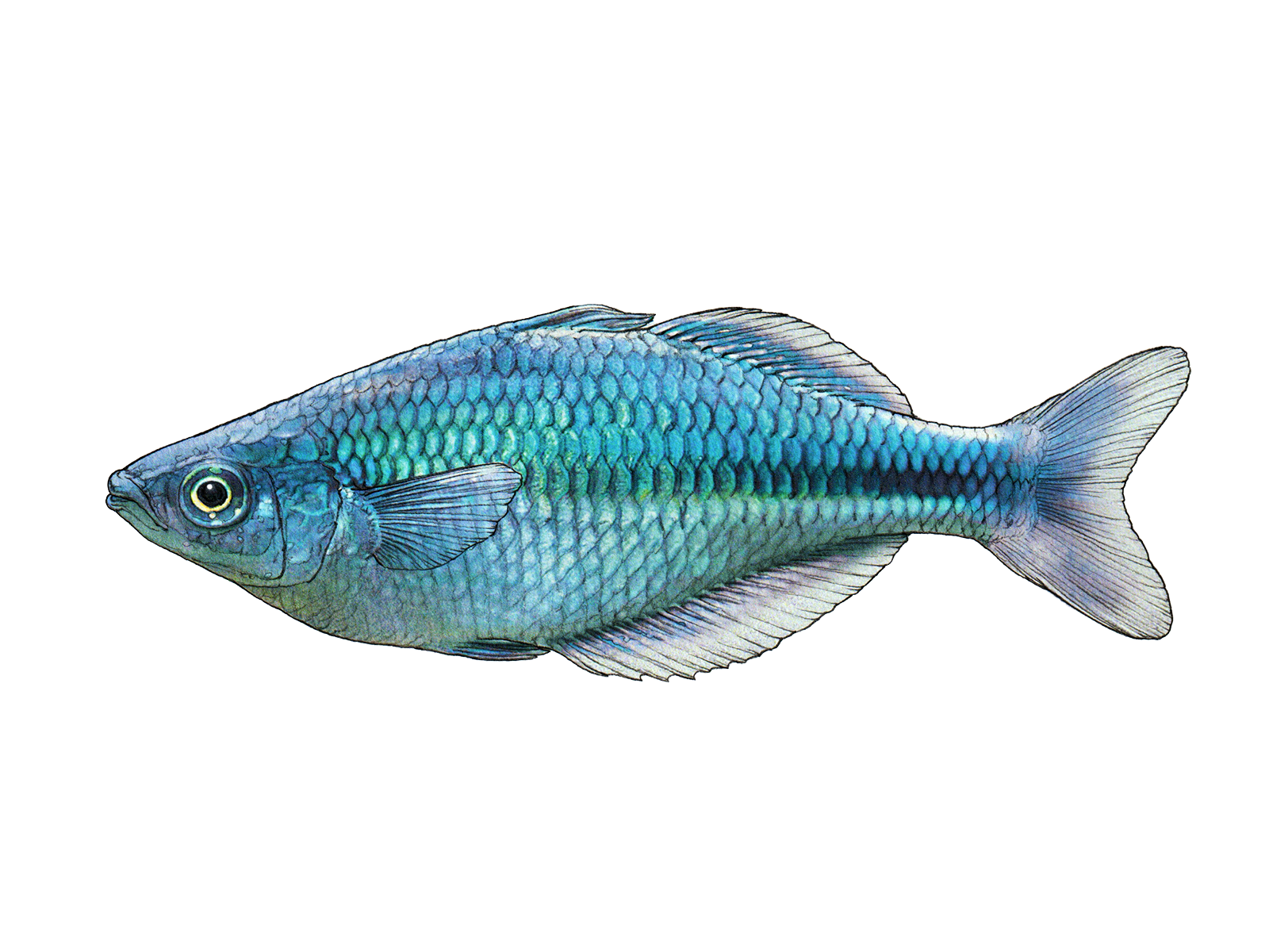 Wisschenschaftliche Illustration des Aquamarin-Regenbogenfischs.