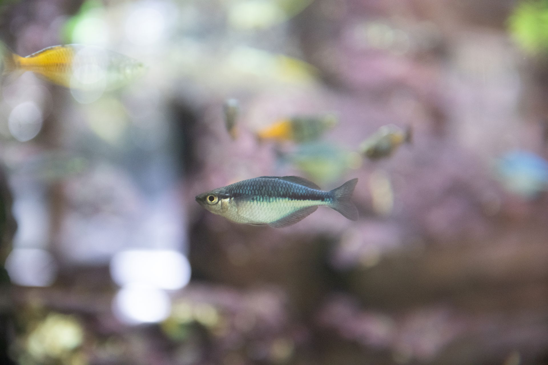 Aquamarin-Regenbogenfisch im Zoo Zürich