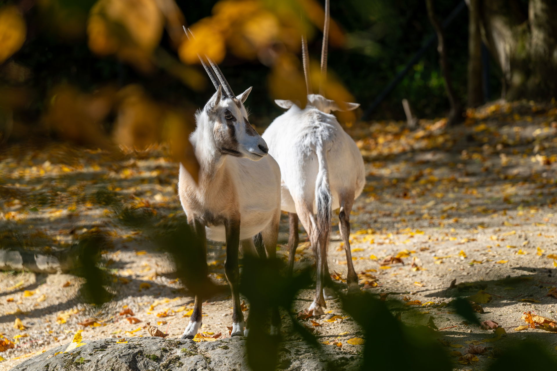 Arabische Oryx (Oryx leucoryx) im Zoo Zürich