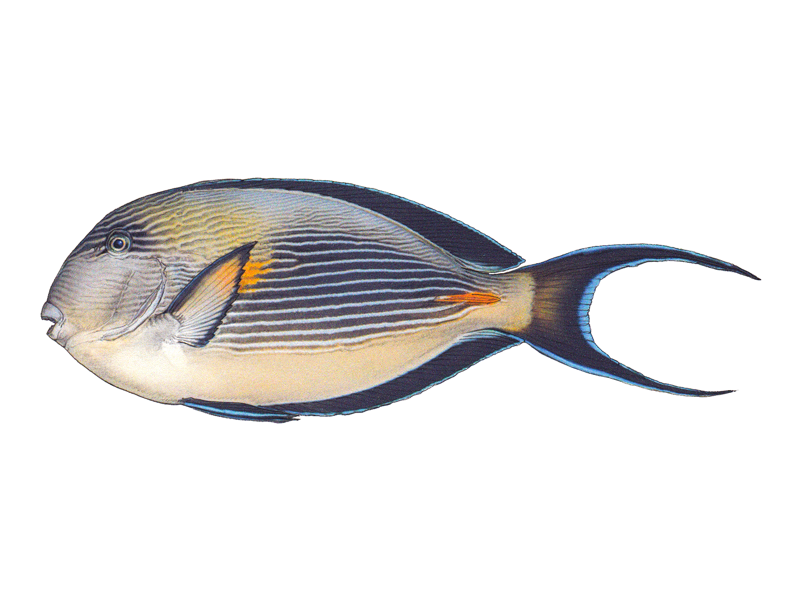 Wissenschaftliche Illustration des Arabischen Doktorfisch