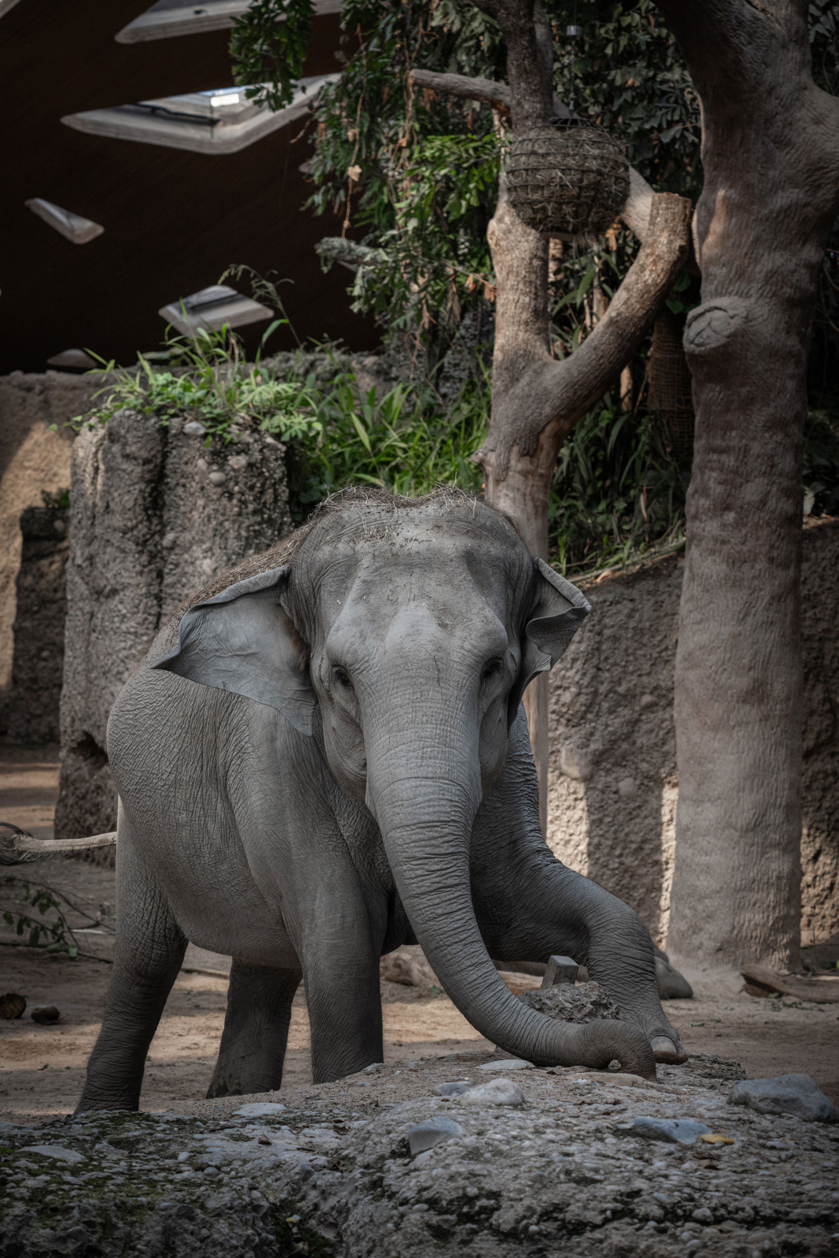 Asiatischer Elefant (Elephas maximus) im Kaeng Krachan Elefantenpark des Zoo Zürich.