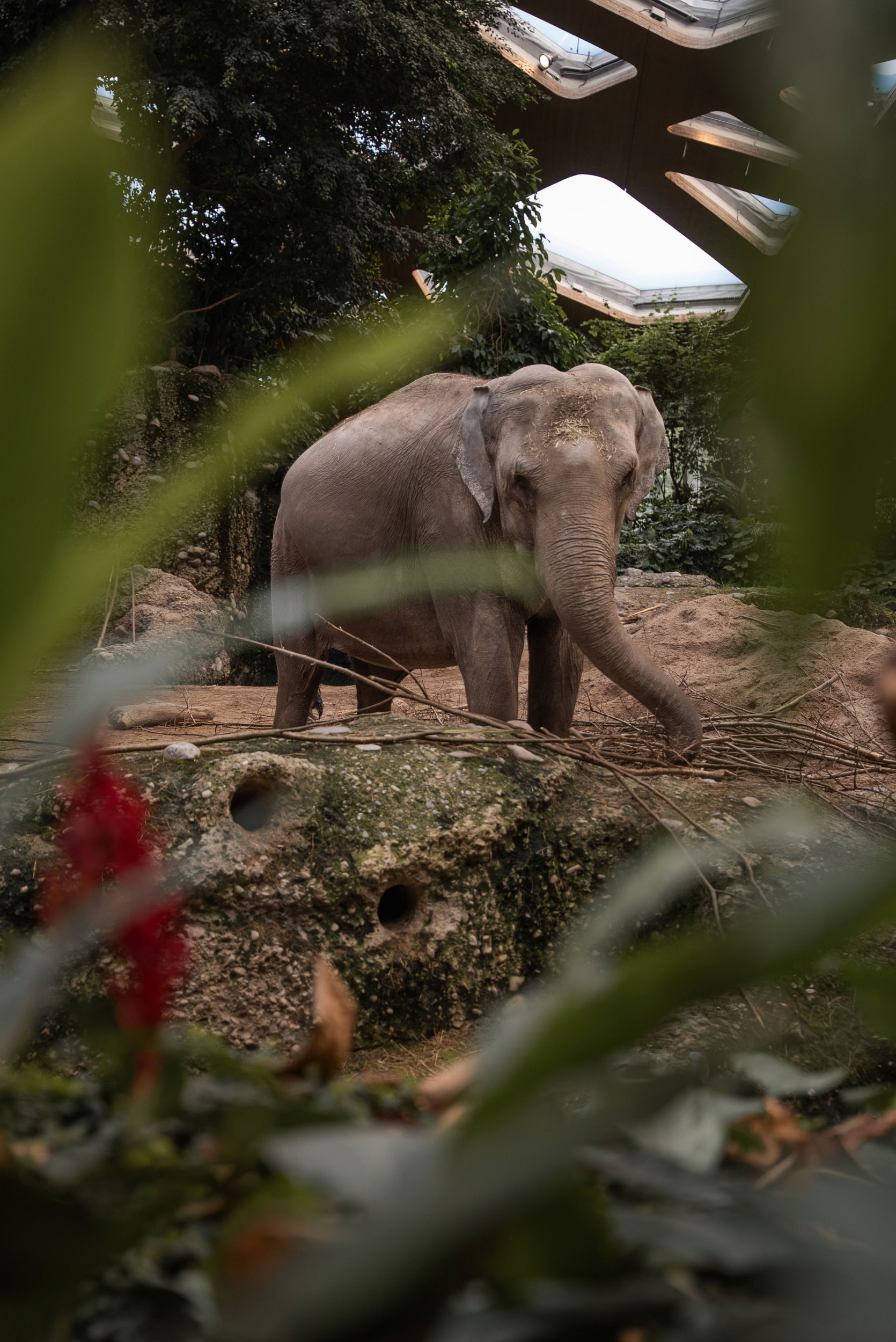 Asiatischer Elefant Indi im Kaeng Krachan Elefantenpark des Zoo Zürich.