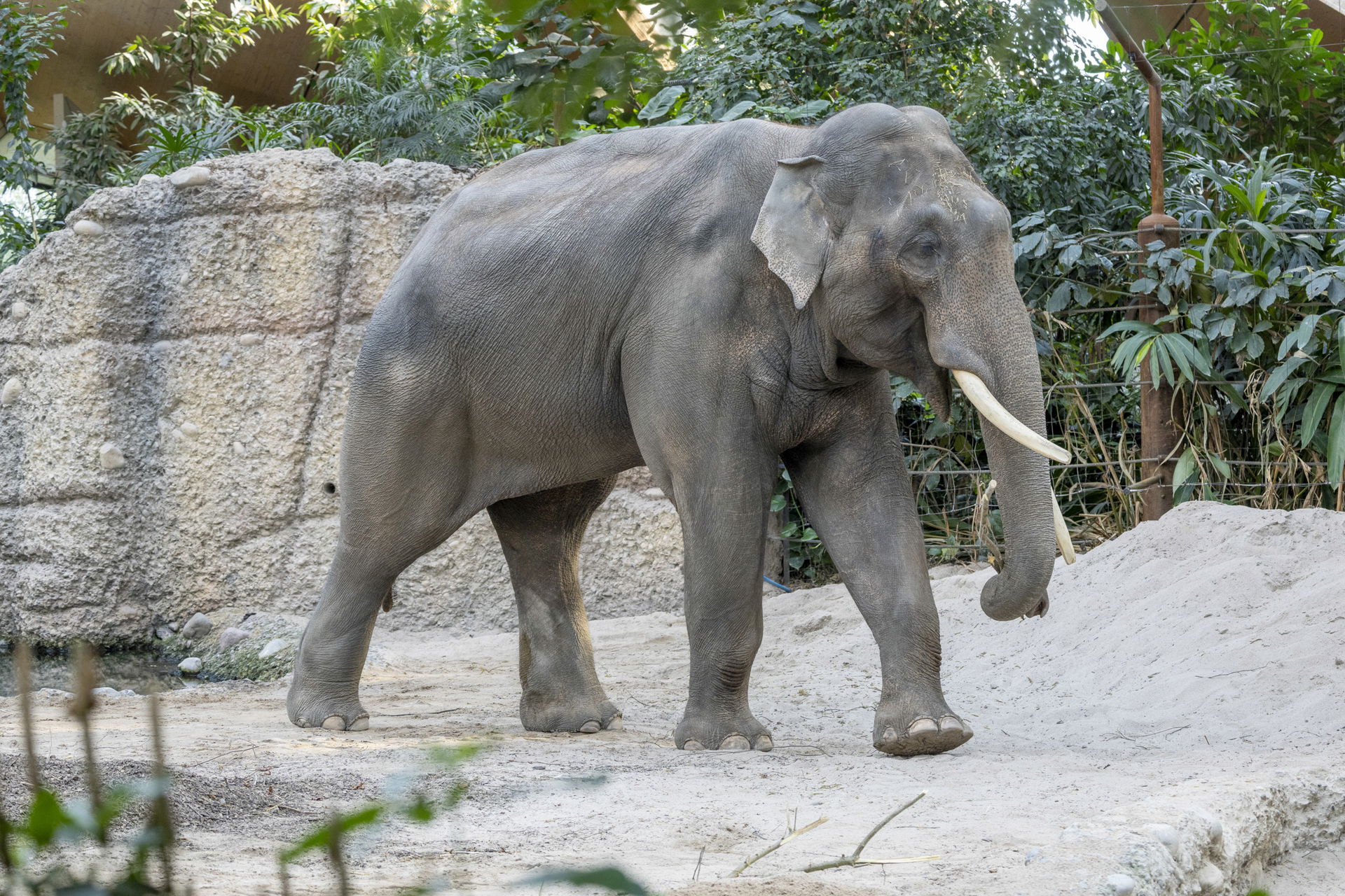 Asiatischer Elefant (Elephas maximus) im Kaeng Krachan Elefantenpark des Zoo Zürich.