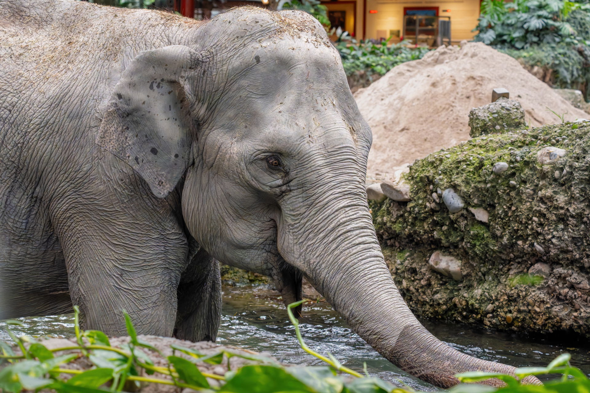 Asiatischer Elefant (Elephas maximus) im Kaeng Krachan Elefantenpark des Zoo Zürich.