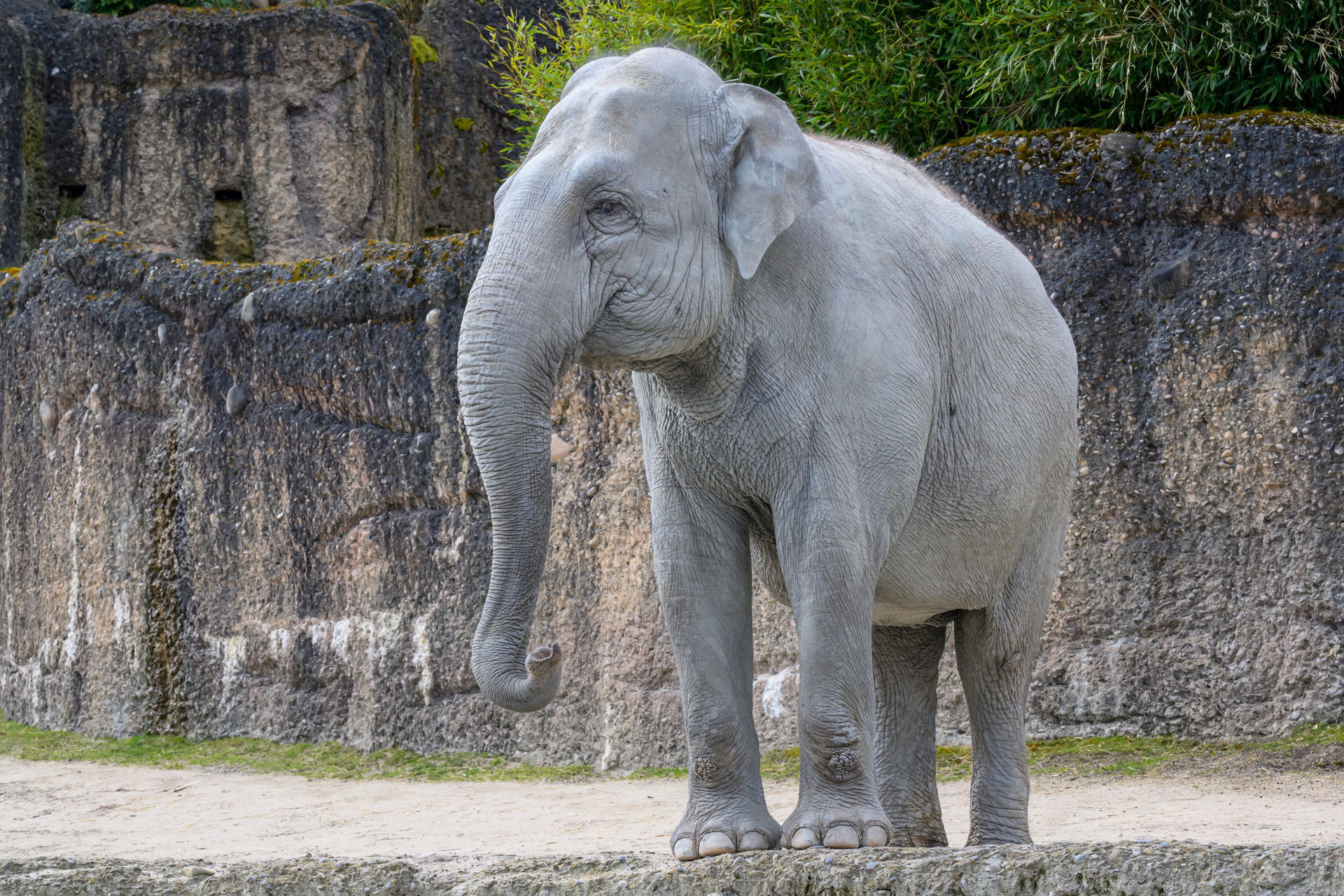 Asiatischer Elefant (Elephas maximus) im Kaeng Krachan Elefantenpark des Zoo Zürich.