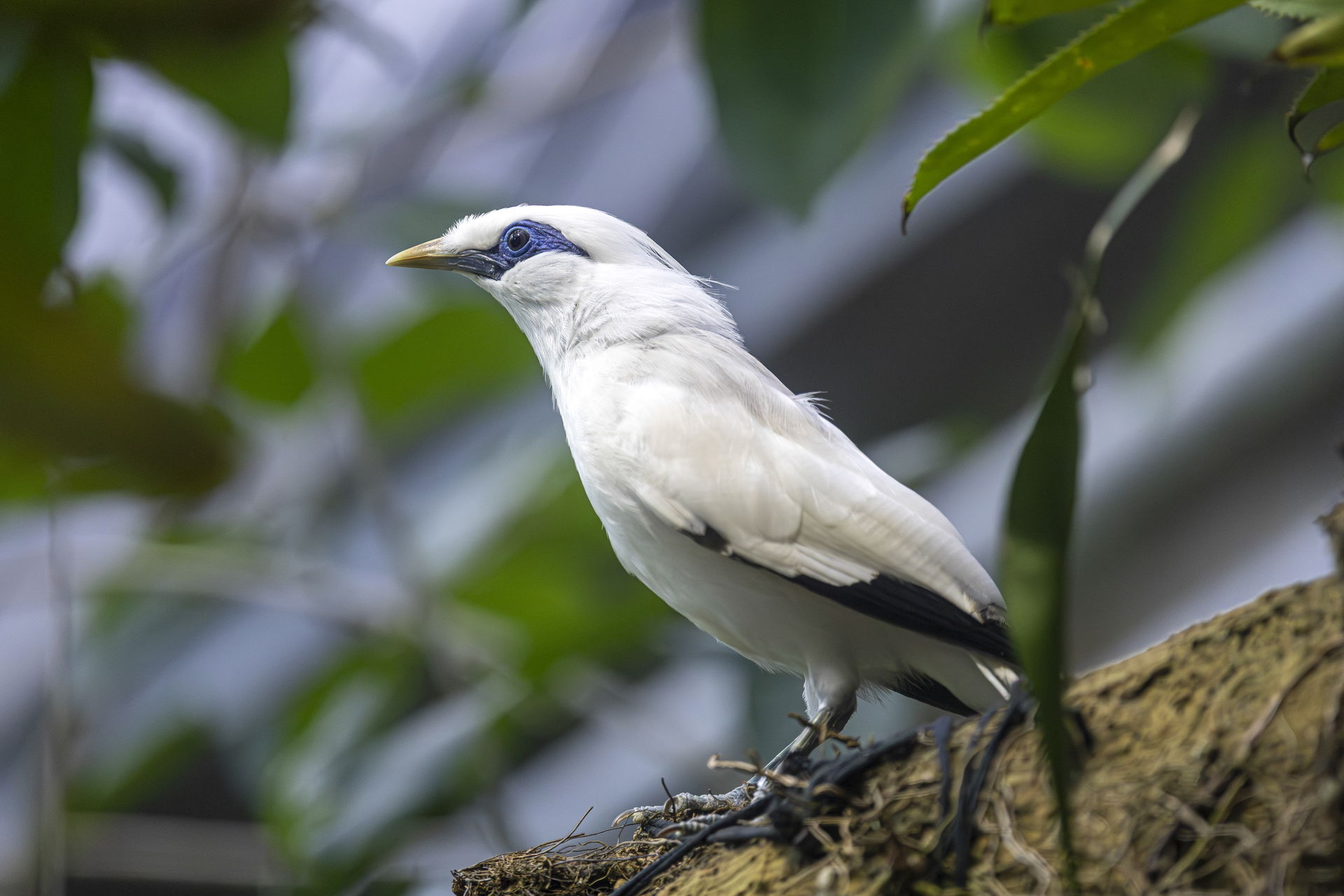 Balistar im Kaeng Krachan Elefantenpark im Zoo Zürich