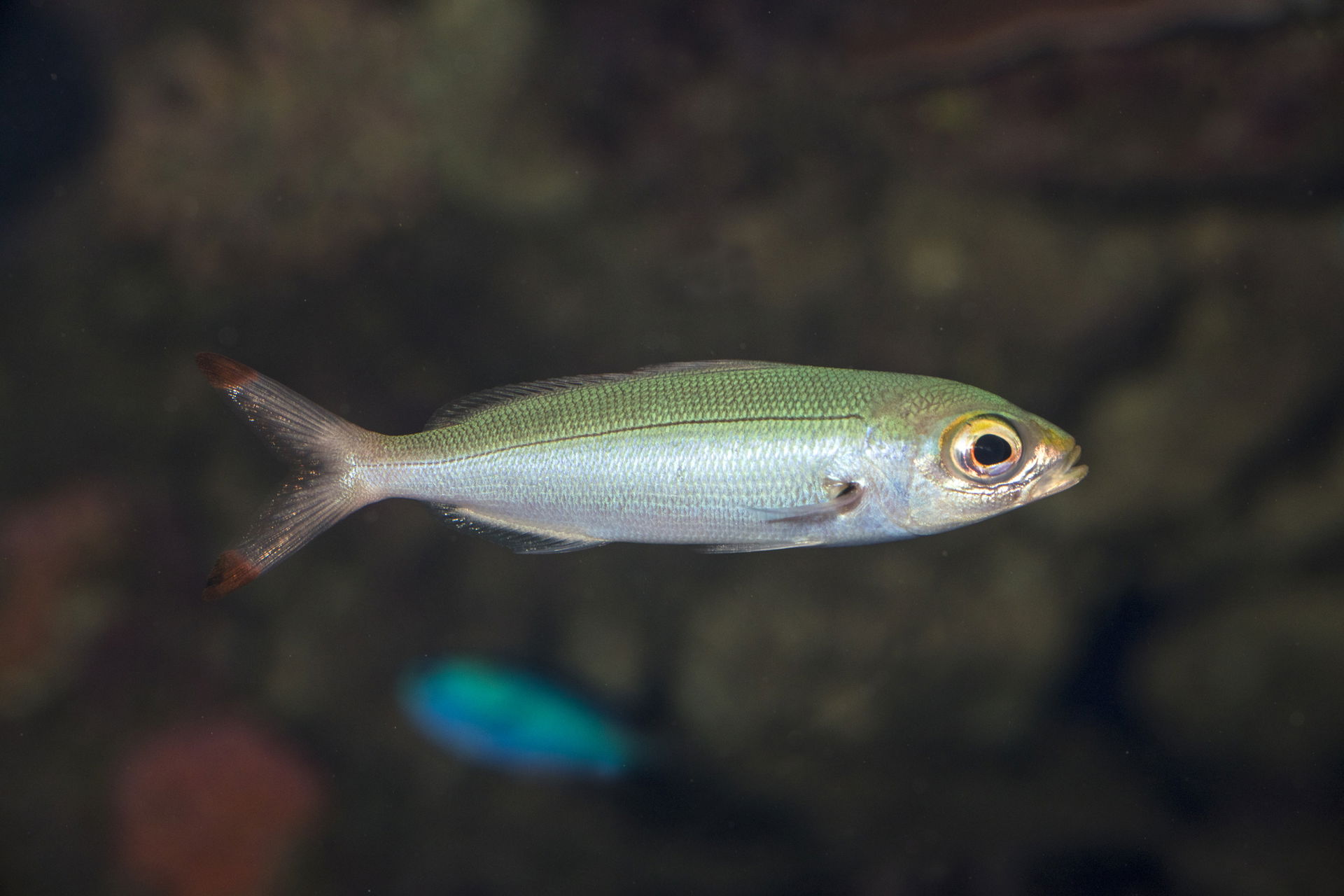 Bananen-Füsilier (Pterocaesio pisang) im Zoo Zürich
