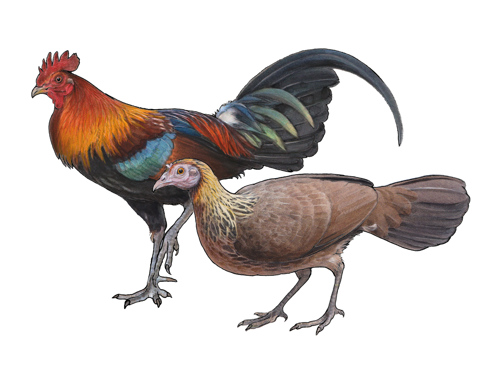 Wissenschaftliche Illustration des Bankivahuhns.