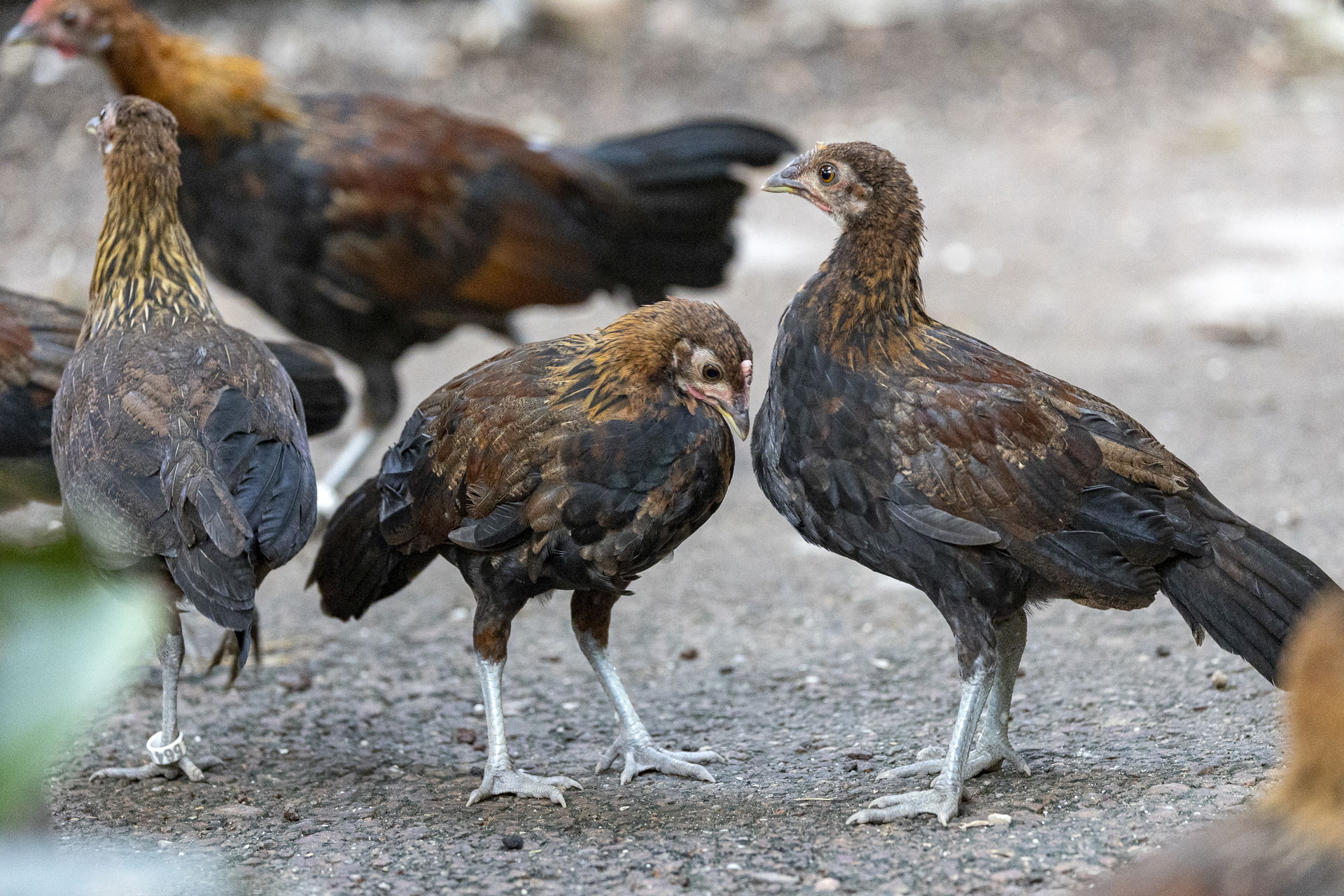Bankivahühner im Kaeng Krachan Elefantenpark des Zoo Zürich