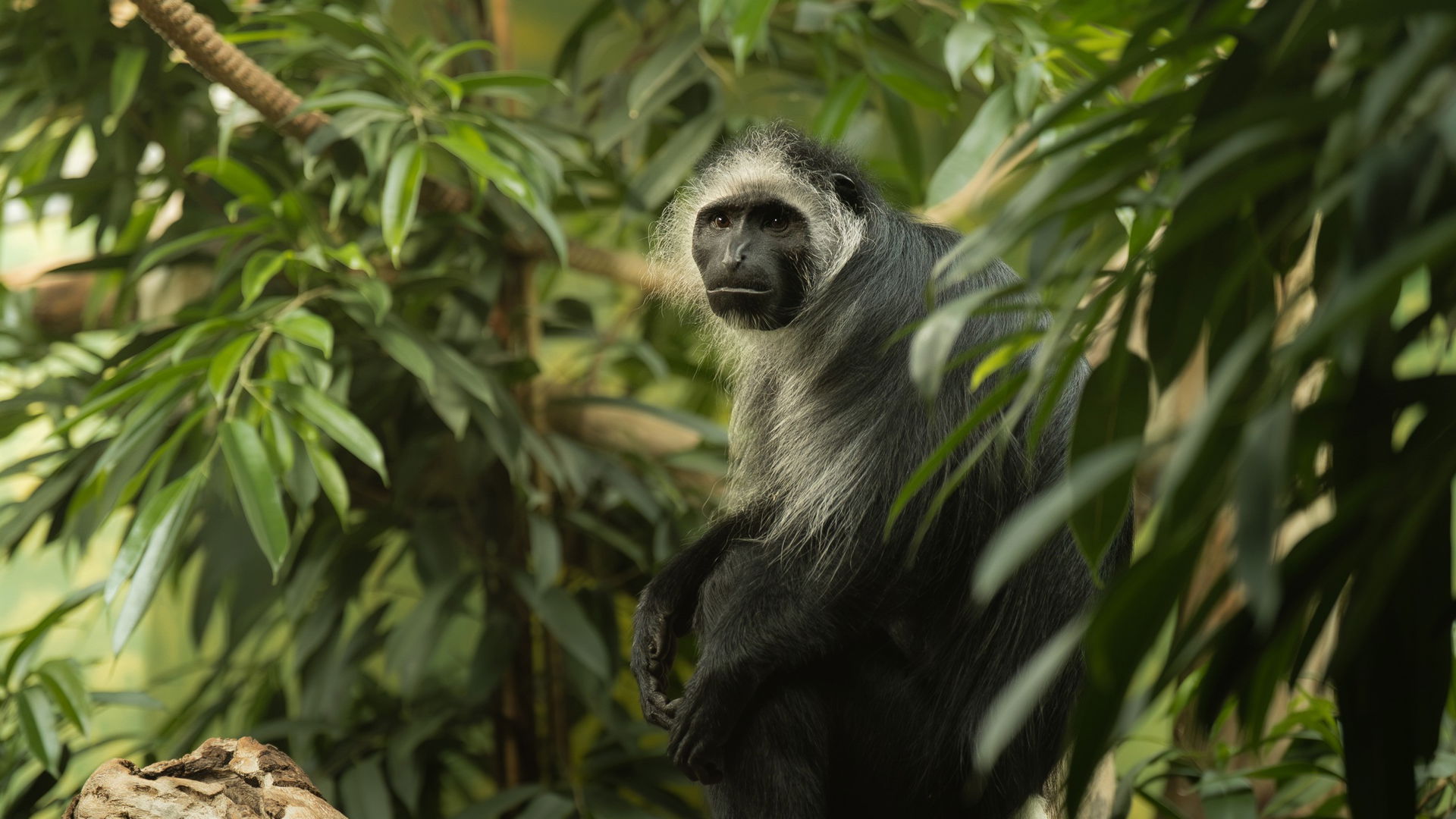 Bärenstummelaffe im Menschenaffenhaus vom Zoo Zürich