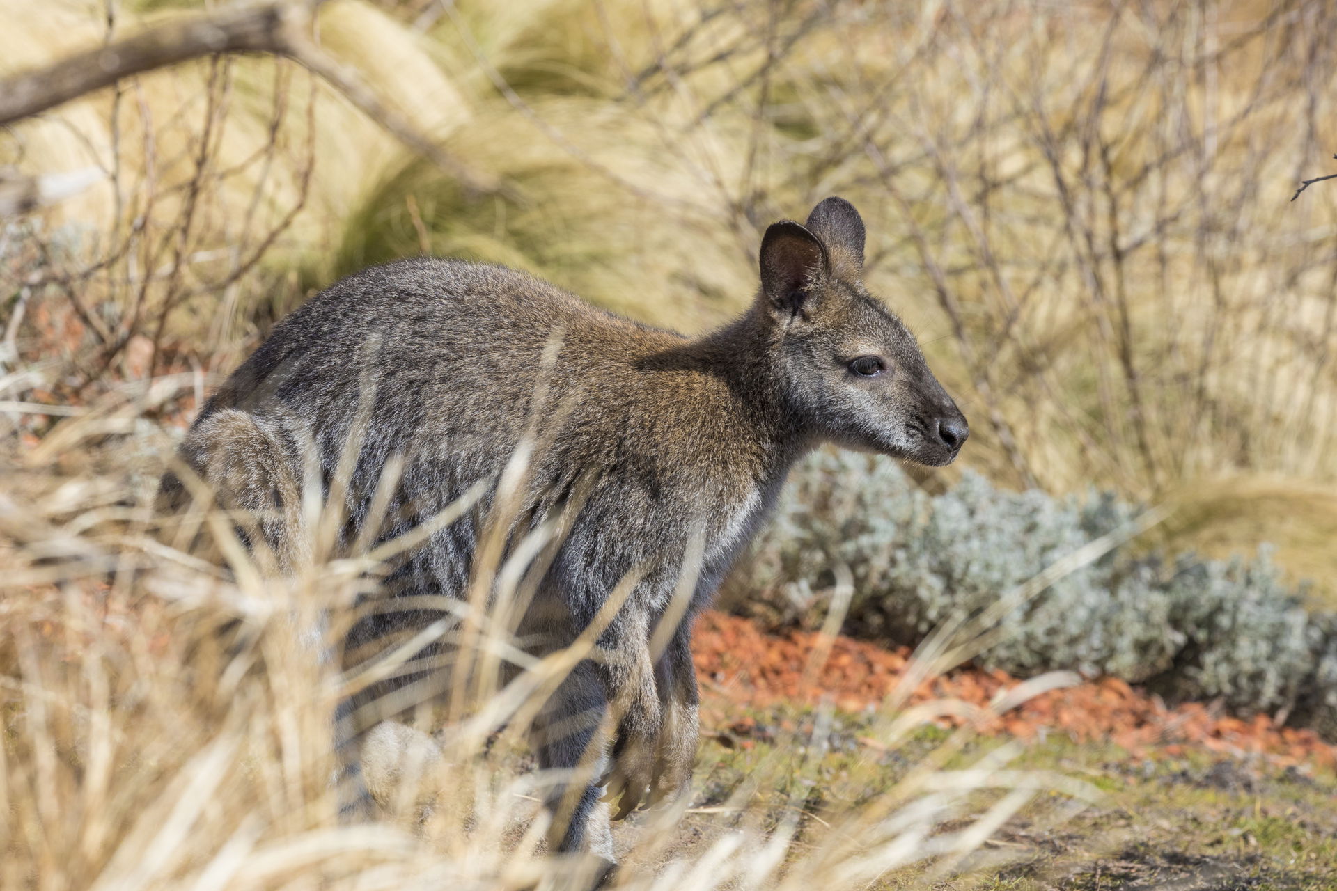 Bennett-Wallaby (Macropus rufogriseus) im Zoo Zürich