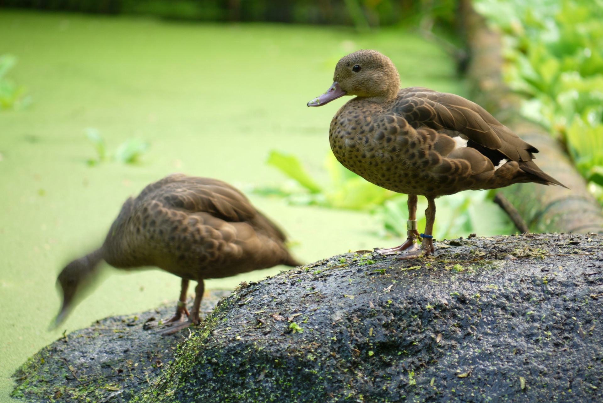 Bernierente im Masoala Regenwald vom Zoo Zürich