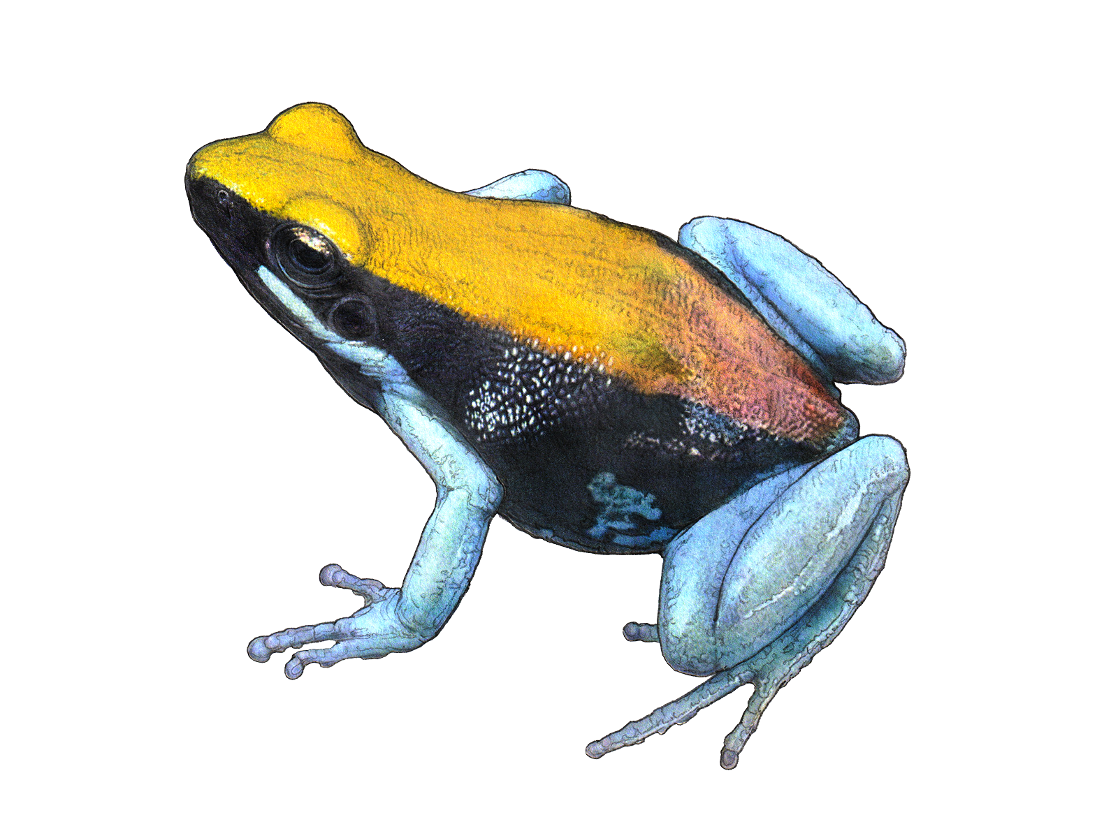 Wissenschaftliche Illustration des Blaubeinigen Buntfröschchens.