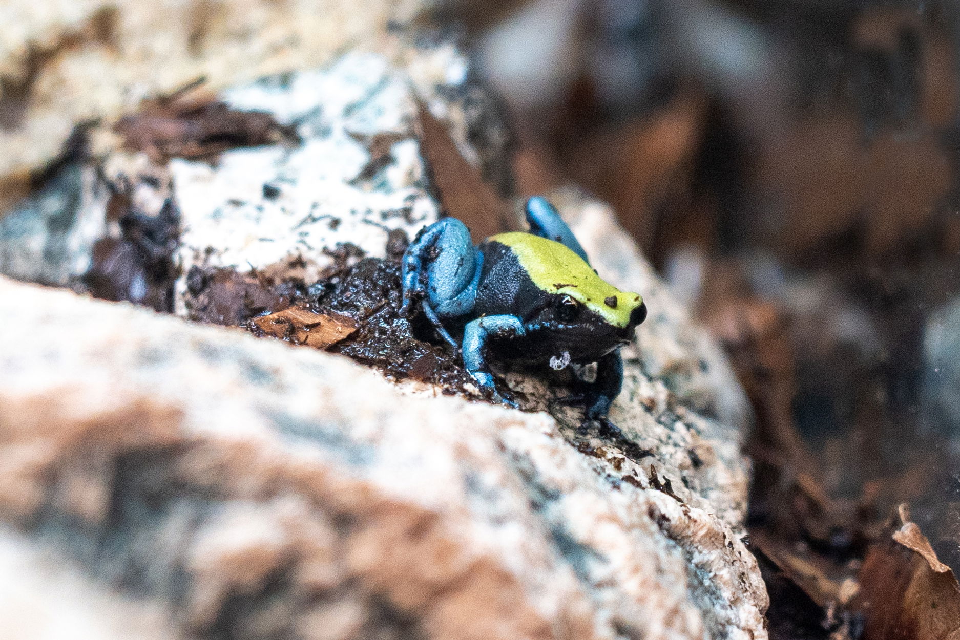 Blaubeiniges Buntfröschchen im Zoo Zürich