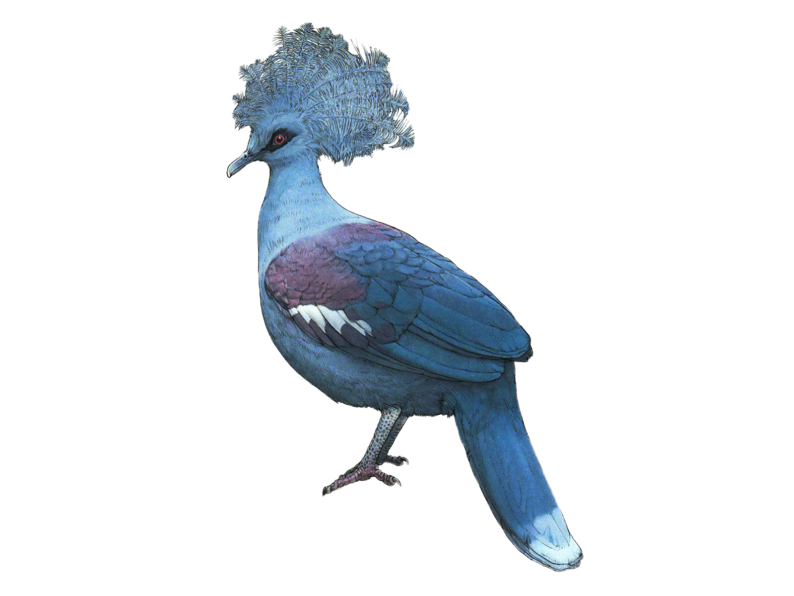 Wissenschaftliche Illustration der Blaubrust-Krontaube.