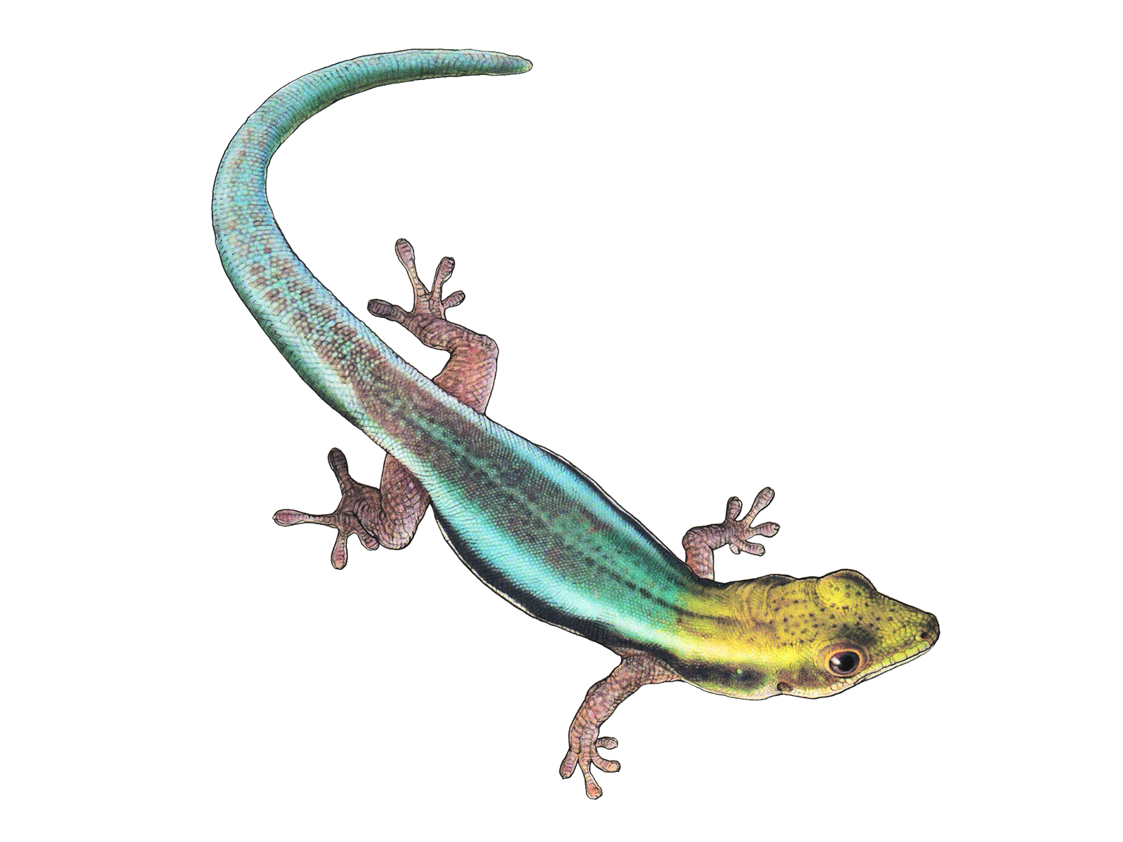 Wissenschaftliche Illustration des Blauen Bambus-Taggeckos.