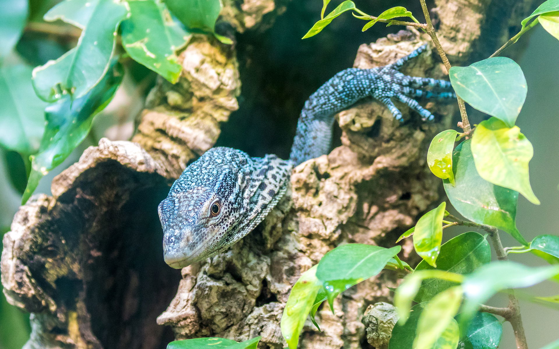 Blauer Baumwaran im Terrarium im Zoo Zürich