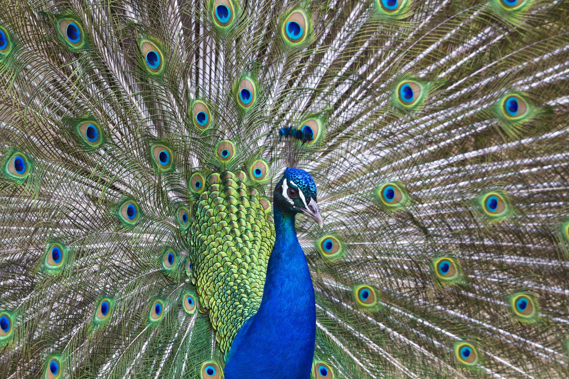 Blauer Pfau im Zoo Zürich