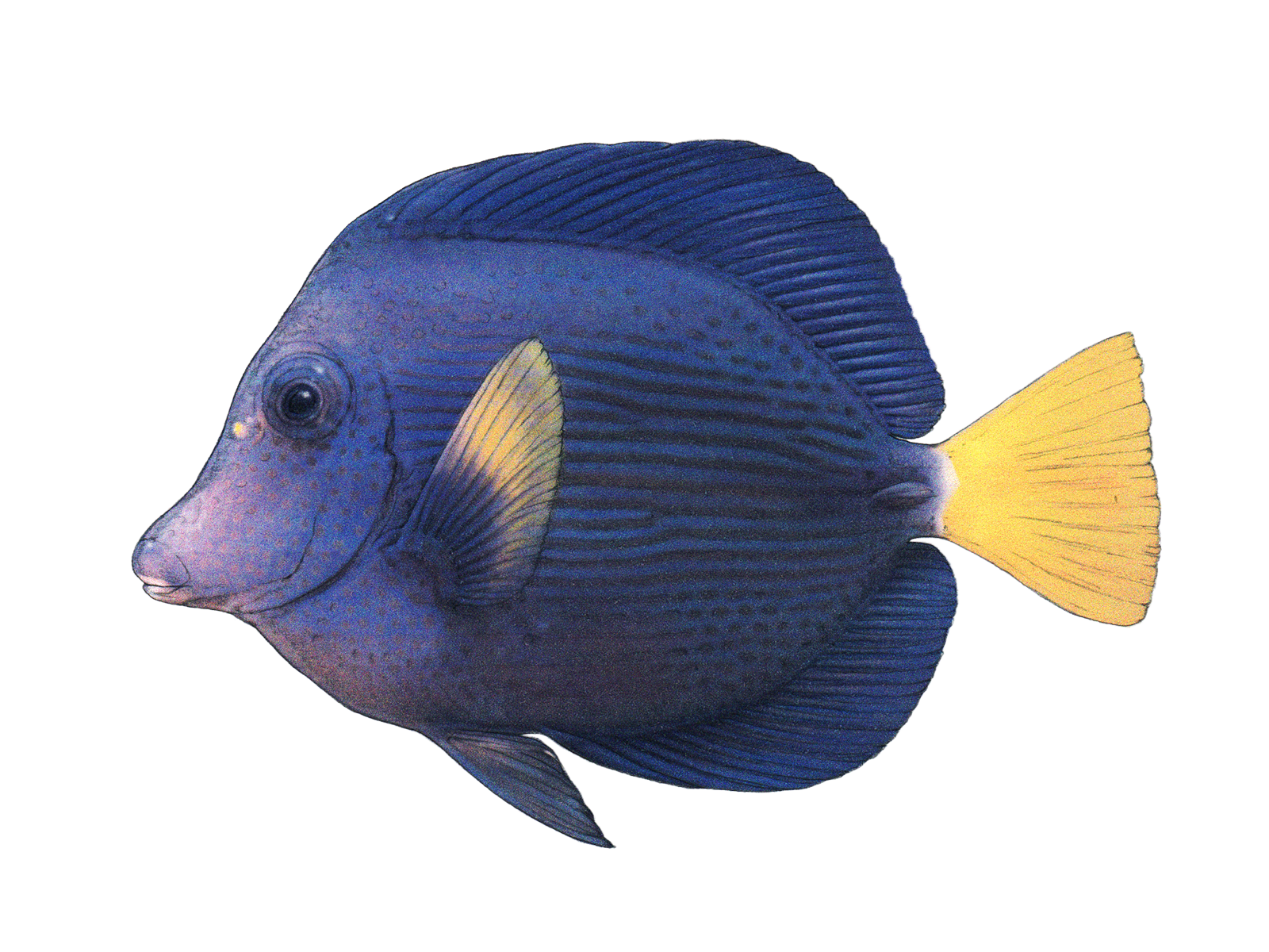 Wissenschaftliche Illustration des Blauen Segelflossen-Doktorfischs.