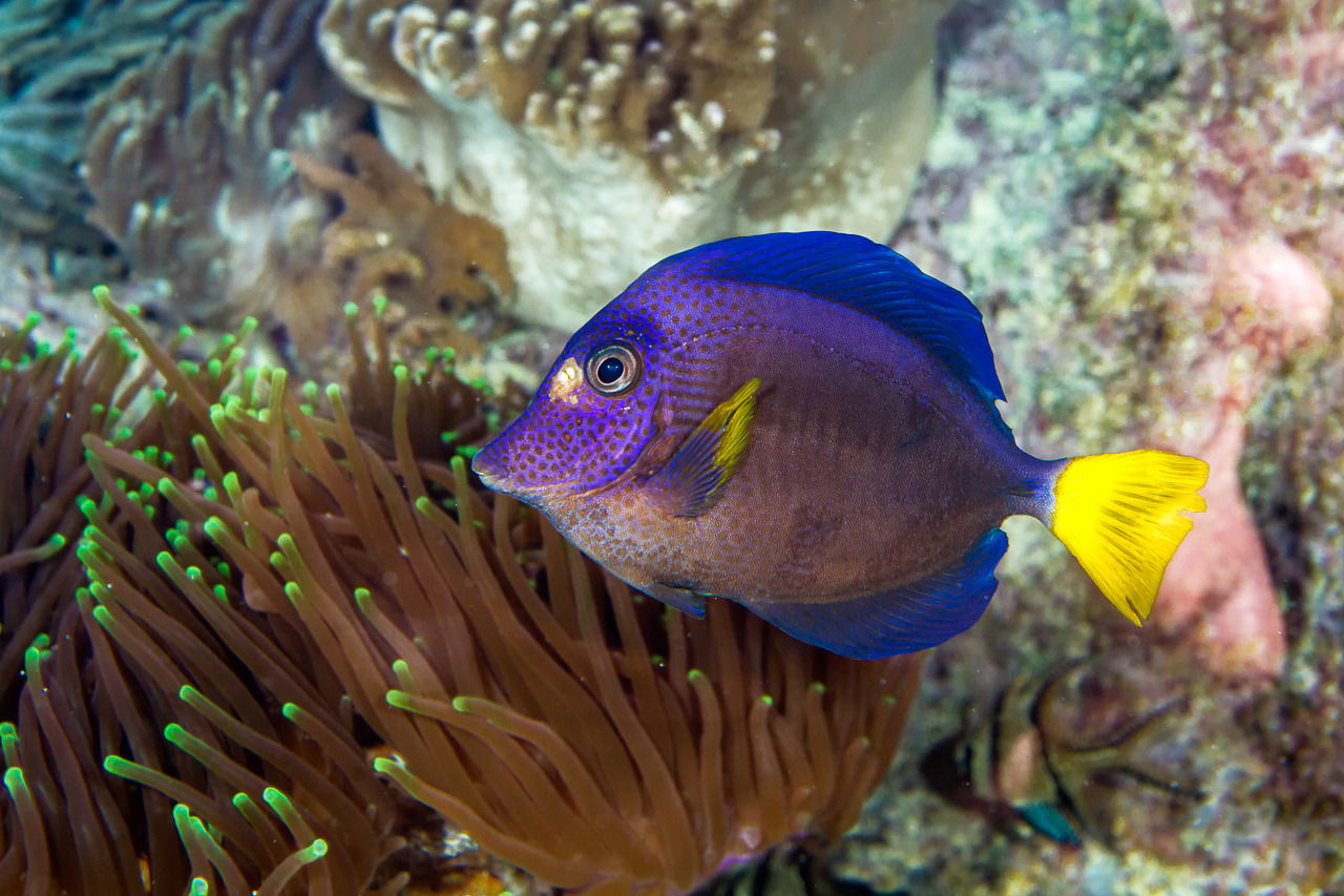 Blauer Segelflossen-Doktorfisch im Aquarium des Zoo Zürich
