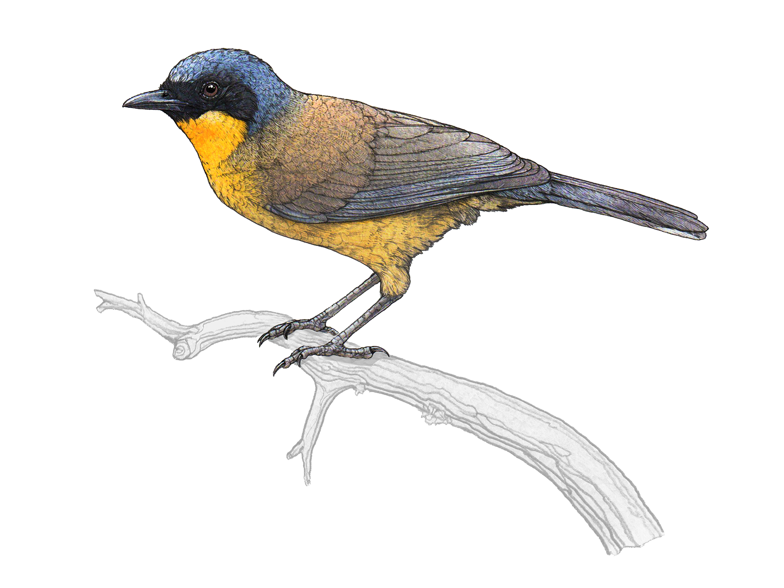 Wissenschaftliche Illustration des Blaukappenhäherlings